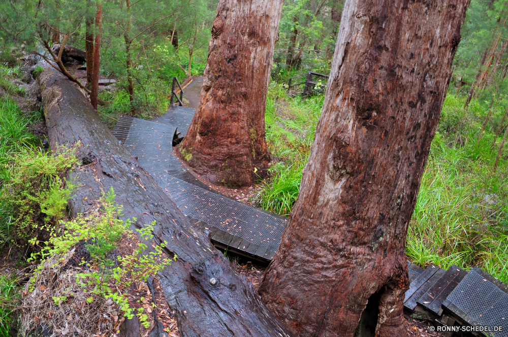 Valley of the Giants - Tree Top Walk Baum woody plant Wald vascular plant cork tree Landschaft Park Bäume Pflanze Herbst Belaubung im freien fallen Blätter Hölzer Umgebung natürliche Holz Kofferraum im freien Eiche Blatt Szenerie Reisen Branch Berg Birke Saison Fluss Fels Sommer Wandern Rinde landschaftlich Wasser Stein bunte Entwicklung des ländlichen friedliche Zweige üppige Kiefer Sonne Loch Moos Braun Farben Gras Frühling Wildnis Wanderweg Bewuchs Pfad gelb alt Garten Ökologie nationalen southern beech Tourismus Sonnenlicht Stream Regen See Licht Creek Wanderung Szene Farbe Golden Frieden Landschaft Ahorn Straße Flora Himmel Wachstum Land Dschungel Fuß Land frisch gelassene idyllische ruhige nass hell Waldland Wild Wasserfall durch sonnig Orange Busch Tropischer Abenteuer Sonnenschein Detail Mauer aus Holz saisonale tree woody plant forest vascular plant cork tree landscape park trees plant autumn foliage outdoor fall leaves woods environment natural wood trunk outdoors oak leaf scenery travel branch mountain birch season river rock summer hiking bark scenic water stone colorful rural peaceful branches lush pine sun hole moss brown colors grass spring wilderness trail vegetation path yellow old garden ecology national southern beech tourism sunlight stream rain lake light creek hike scene color golden peace countryside maple road flora sky growth country jungle walking land fresh serene idyllic tranquil wet bright woodland wild waterfall through sunny orange bush tropical adventure sunshine detail wall wooden seasonal