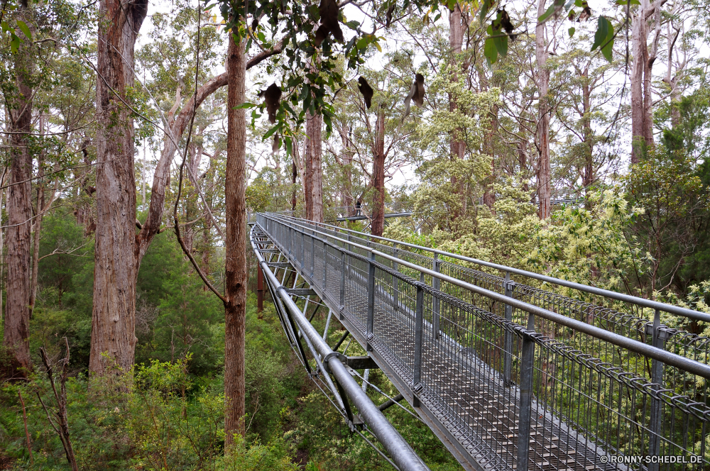 Valley of the Giants - Tree Top Walk Brücke Hängebrücke Struktur Track Eisenbahn Zug Reisen Eisenbahn Landschaft Transport Straße Zaun Baum Art und Weise Schiene Park Barrier Wald Stahl Sommer im freien Entwicklung des ländlichen Bäume Reise Holz Szenerie im freien Gras landschaftlich Landschaft Pfad Reise Perspektive alt Titel Industrie Obstruktion Reling Berg Fluss sonnig Verkehr Himmel Tag Schienen Stein Bahnhof Linie Eisen Metall Schritt Richtung zu Fuß natürliche Umgebung Pflanze aus Holz Gebäude Wasser Unterstützung Berge Wetter Horizont Sonnenlicht Herbst Gerät Land Lokomotive niemand Wolke außerhalb Wandern Abenteuer Tourismus Licht lange allein Wildnis fallen Linien Architektur Blätter bridge suspension bridge structure track railway train travel railroad landscape transportation road fence tree way rail park barrier forest steel summer outdoors rural trees journey wood scenery outdoor grass scenic countryside path trip perspective old tracks industry obstruction railing mountain river sunny transport sky day rails stone station line iron metal step direction walk natural environment plant wooden building water support mountains weather horizon sunlight autumn device country locomotive nobody cloud outside hiking adventure tourism light long alone wilderness fall lines architecture leaves