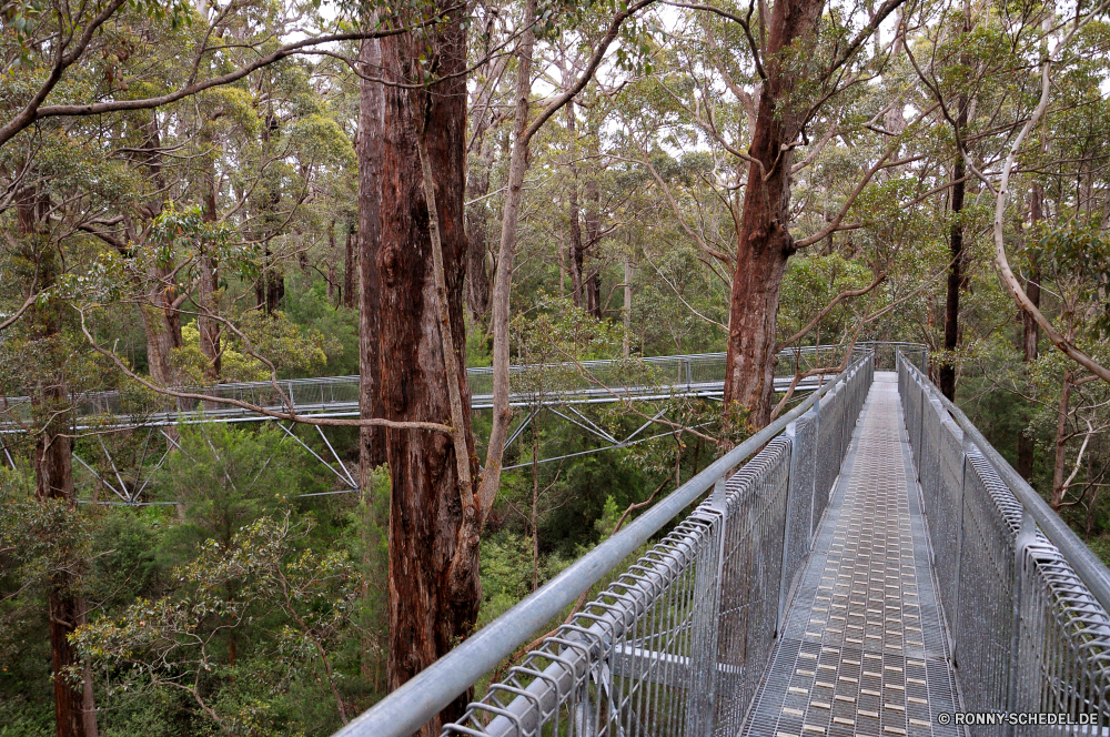 Valley of the Giants - Tree Top Walk Hängebrücke Brücke Struktur Landschaft Wald Baum Park Holz Bäume im freien Reisen landschaftlich Fluss Entwicklung des ländlichen Wasser Pfad Sommer Straße Herbst natürliche Track Gras im freien Szenerie Umgebung Landschaft fallen Himmel Schritt Eisenbahn Art und Weise Blätter alt Pflanze Zug Berg sonnig Garten Wandern zu Fuß Land Abenteuer Stream Stein Transport Tourismus Wanderweg Urlaub aus Holz Reise Perspektive Reise Wolke Unterstützung Zaun Berge Saison See nationalen Eisenbahn Schiene Wildnis Wild Hölzer Blatt Feld Sonnenlicht Wanderung Dschungel außerhalb Belaubung Gerät Gehweg Waldland Frühling Tag Fels Architektur Kofferraum Barrier Pflanzen Urlaub Bauernhof suspension bridge bridge structure landscape forest tree park wood trees outdoor travel scenic river rural water path summer road autumn natural track grass outdoors scenery environment countryside fall sky step railway way leaves old plant train mountain sunny garden hiking walk country adventure stream stone transportation tourism trail vacation wooden trip perspective journey cloud support fence mountains season lake national railroad rail wilderness wild woods leaf field sunlight hike jungle outside foliage device walkway woodland spring day rock architecture trunk barrier plants holiday farm