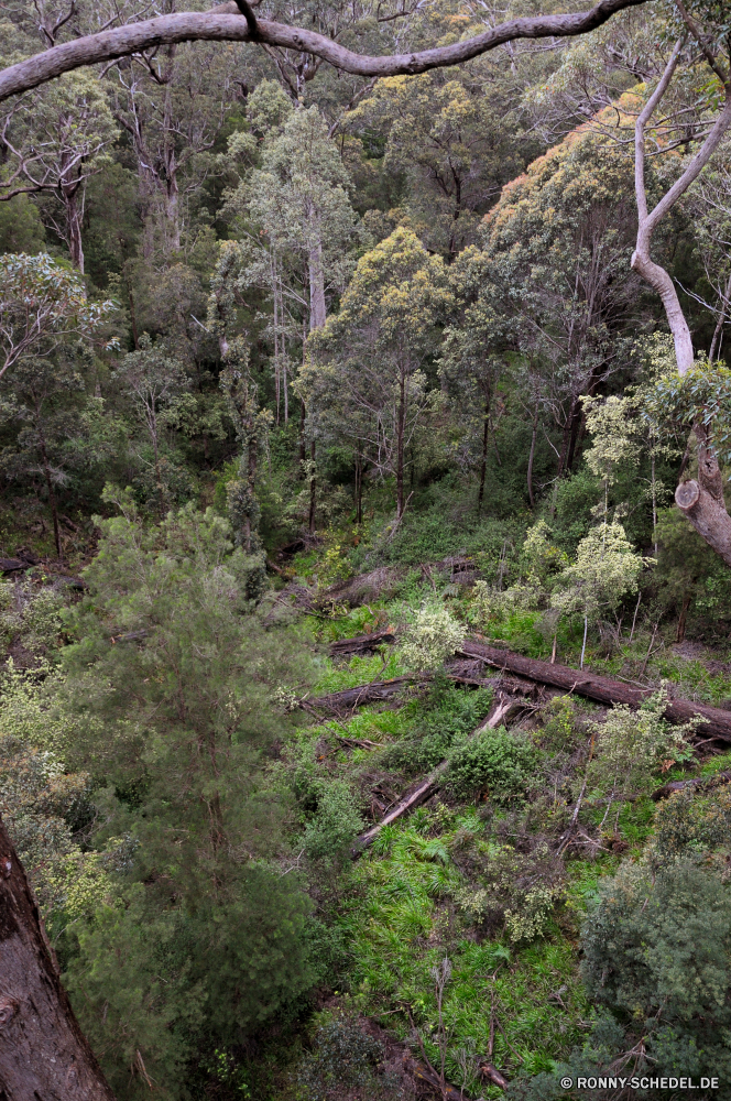 Valley of the Giants - Tree Top Walk woody plant Strauch Heide vascular plant Baum Wald Landschaft Pflanze Berg Berge Bäume Park Wasser Gras im freien Fluss Kraut Sommer Reisen Frühling landschaftlich Wildnis ruhige Stein Entwicklung des ländlichen friedliche natürliche Fels Saison Szenerie Blatt Herbst Wanderweg Himmel Belaubung Landschaft im freien Hölzer Tag Pfad Umgebung Land Szene Kiefer Branch nationalen Tourismus Wild Blumen Sonne Feld Sonnenlicht Bereich Hügel Holz Moos Flora felsigen Tal Land Garten Blätter Stream Pflanzen fallen Straße frisch Gelände Wandern Licht niemand Wiese nass Wanderweg üppige Einsamkeit Busch gelassene Blume See Frieden Urlaub Wachstum Track Birke Farbe Wasserfall Landschaften Wolken idyllische Umwelt- Urlaub woody plant shrub heath vascular plant tree forest landscape plant mountain mountains trees park water grass outdoors river herb summer travel spring scenic wilderness tranquil stone rural peaceful natural rock season scenery leaf autumn trail sky foliage countryside outdoor woods day path environment land scene pine branch national tourism wild flowers sun field sunlight area hill wood moss flora rocky valley country garden leaves stream plants fall road fresh terrain hiking light nobody meadow wet footpath lush solitude bush serene flower lake peace vacation growth track birch color waterfall scenics clouds idyllic environmental holiday