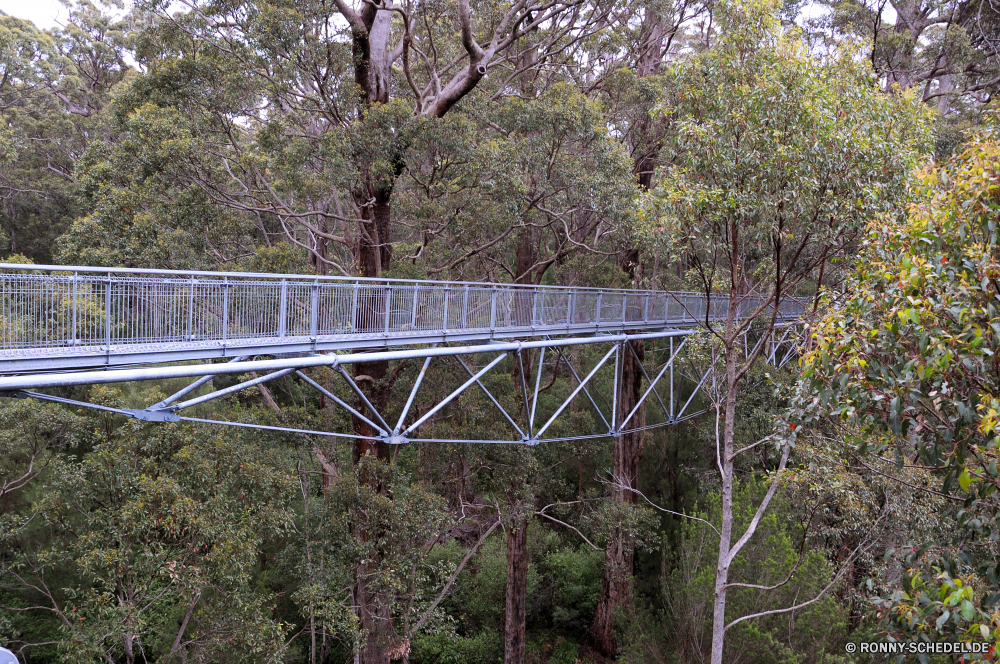 Valley of the Giants - Tree Top Walk Brücke Struktur Bogenbrücke aus Stahl Hängebrücke Park Baum Landschaft Wald Gras Bäume Fluss Himmel im freien im freien Herbst Architektur Garten fallen Barrier Holz Sommer Entwicklung des ländlichen Reisen landschaftlich Belaubung Gebäude Wasser Umgebung Zaun Saison aus Holz Sitzbank natürliche Warenkorb Blatt Feld Licht Blätter Straße Pflanze Stahl Autobahn Parkbank Wolken Reling Landschaft Handwagen Szenerie Sonne Sitz Tor gelb bunte Pfad Pflanzen Gewächshaus NET- Berg Obstruktion Szene Bereich außerhalb Wandern Hölzer friedliche Reflexion Metall Wetter Wiese Land bridge structure steel arch bridge suspension bridge park tree landscape forest grass trees river sky outdoor outdoors autumn architecture garden fall barrier wood summer rural travel scenic foliage building water environment fence season wooden bench natural shopping cart leaf field light leaves road plant steel highway park bench clouds railing countryside handcart scenery sun seat gate yellow colorful path plants greenhouse net mountain obstruction scene area outside hiking woods peaceful reflection metal weather meadow country