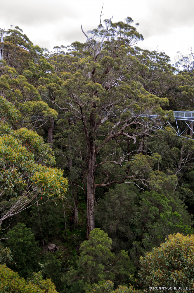 Valley of the Giants - Tree Top Walk Baum woody plant vascular plant Wald Landschaft Pflanze Bäume Park Himmel im freien Blatt Holz Saison Belaubung im freien Umgebung Herbst Blätter Sommer Gras Berg Wildnis Szene Hölzer natürliche Frühling Branch fallen Wiese Tag Szenerie Entwicklung des ländlichen Garten Kofferraum Kiefer Wild sonnig Sonne Reisen gelb Wachstum landschaftlich Landschaft Rinde Flora außerhalb Berge Feld Licht Wasser Sonnenlicht Farben Wandern Wolke Pfad Frieden Tourismus nationalen ruhige Land Zweige Busch Landschaften bunte Bereich Eiche Fluss hoch Gelände üppige Bewuchs Wolken echte Lorbeer Pflanzen See Straße niemand tree woody plant vascular plant forest landscape plant trees park sky outdoors leaf wood season foliage outdoor environment autumn leaves summer grass mountain wilderness scene woods natural spring branch fall meadow day scenery rural garden trunk pine wild sunny sun travel yellow growth scenic countryside bark flora outside mountains field light water sunlight colors hiking cloud path peace tourism national tranquil land branches bush scenics colorful area oak river high terrain lush vegetation clouds true laurel plants lake road nobody