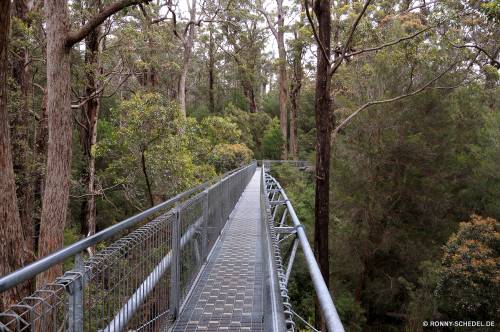 Valley of the Giants - Tree Top Walk Hängebrücke Brücke Struktur Track Landschaft Reisen Wald Zug Fluss Eisenbahn Baum Bogenbrücke aus Stahl Straße Park Bäume Eisenbahn Sommer Transport Pfad Entwicklung des ländlichen Himmel Stahl Wasser Szenerie Holz im freien landschaftlich Architektur Schiene im freien Berg Gras Art und Weise Berge alt Stein Perspektive Tourismus Reise Titel Gehweg Herbst Wandern Tal Abenteuer Reise Gebäude fallen aus Holz Unterstützung natürliche Autobahn hoch Wolke sonnig Eisen Zaun See Landschaft nationalen Kreuzung Tag Fels Bau Schritt Industrie zu Fuß Barrier Wildnis Stadt Umgebung friedliche Verkehr Metall Wahrzeichen Land Blätter suspension bridge bridge structure track landscape travel forest train river railway tree steel arch bridge road park trees railroad summer transportation path rural sky steel water scenery wood outdoors scenic architecture rail outdoor mountain grass way mountains old stone perspective tourism journey tracks walkway autumn hiking valley adventure trip building fall wooden support natural highway high cloud sunny iron fence lake countryside national crossing day rock construction step industry walk barrier wilderness city environment peaceful transport metal landmark country leaves