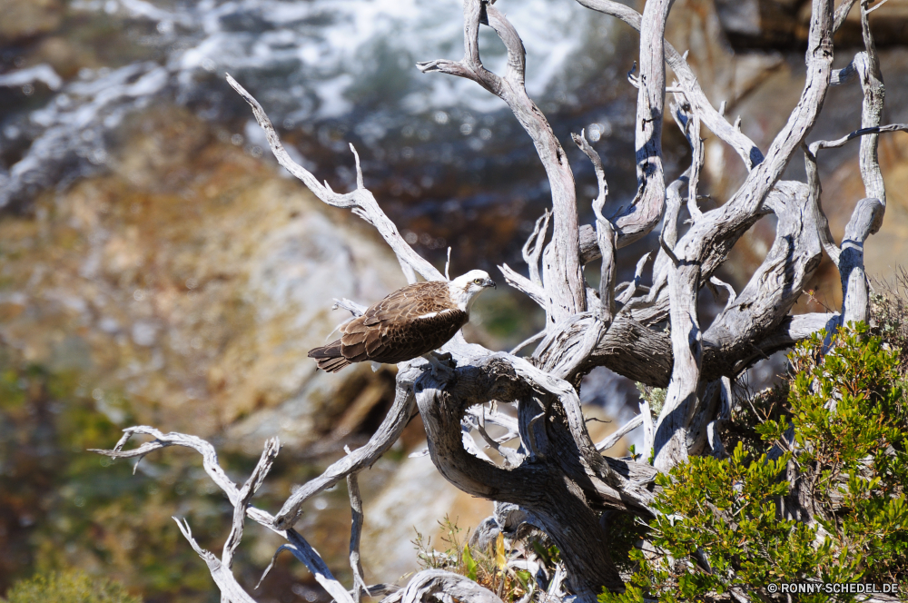 Cape Naturaliste Baum woody plant Branch vascular plant Pflanze Vogel Himmel Obst Frühling Saison Eiche Blatt Mandel Schnee Wald Zweige Winter Baumstumpf im freien im freien Blätter Eichel Bäume Wildtiere Park Wild Eis Blumen blühen Zweig Flora kalt natürliche Landschaft Holz Umgebung Blume Garten gelb Leben Vögel Wachstum Sonne Tier Schließen Blüte Feder Frost Flügel Rosa Herbst closeup saisonale Eukalyptus Kofferraum blühen sonnig Kristall Vorbau Farbe Weide Wetter Detail Magnolie März Knospe Kirsche wachsende Wolken Pflanzen Braun fallen schwarz Gum-Baum tree woody plant branch vascular plant plant bird sky fruit spring season oak leaf almond snow forest branches winter snag outdoors outdoor leaves acorn trees wildlife park wild ice blossom twig flora cold natural landscape wood environment flower garden yellow life birds growth sun animal close bloom feather frost wing pink autumn closeup seasonal eucalyptus trunk blooming sunny crystal stem color willow weather detail magnolia march bud cherry growing clouds plants brown fall black gum tree