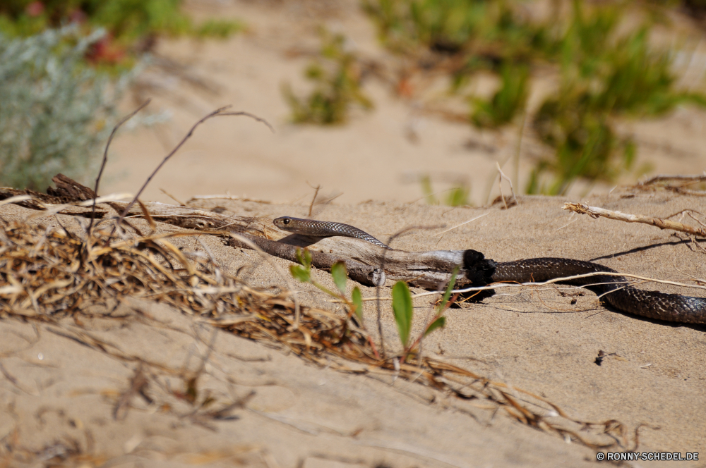 Cape Naturaliste Ameise Insekt Gliederfüßer Wildtiere Wirbellose Wild im freien Tier Schlange Braun Reptil Vogel Eidechse Tiere Blatt Schließen natürliche Gras Stein Kreatur — Sommer Wasser Baum Saison Wald Muster Leben im freien Umgebung Sand schwarz Augen Frühling Pflanze Park Detail Arten closeup Skala Fels Feld Branch Auge Schlange Farbe Libelle Strand Erhaltung Kopf Wanderstock Ökologie Textfreiraum Meer ant insect arthropod wildlife invertebrate wild outdoors animal snake brown reptile bird lizard animals leaf close natural grass stone creature summer water tree season forest pattern life outdoor environment sand black eyes spring plant park detail species closeup scale rock field branch eye serpent color dragonfly beach conservation head walking stick ecology copy space sea