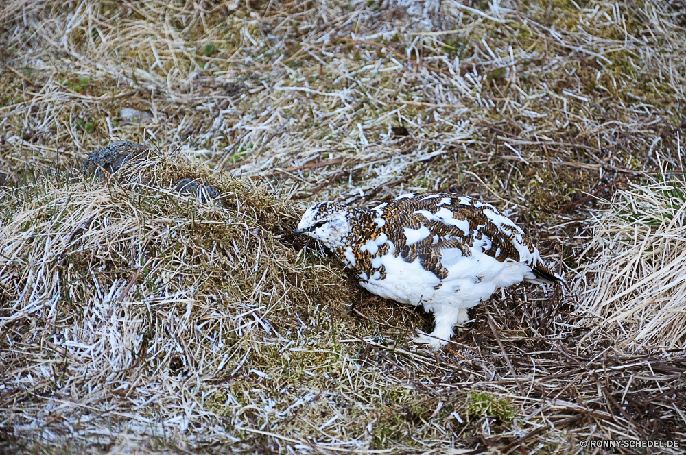 Pingvellier National Park Alpenschneehuhn Auerhahn Spiel Vogel Spiel Vogel Wildtiere Wild Wasser Schnabel Gras Tiere Meer Feder Säugetier im freien Süden Vögel Feld Ozean Flügel kalt Pinguin Federn Schnee Flügel schwarz niedlich Fluss Leben Eis Wiese See Reisen Tier Park Sommer Küste Bauernhof Ente Marine Landbau fliegen Erhaltung Winter im freien Umgebung Braun natürliche Entwicklung des ländlichen Pinguine Enten Hirsch Teich Strand Kopf frei Freiheit Frühling wenig Landwirtschaft Himmel ptarmigan grouse game bird game bird wildlife wild water beak grass animals sea feather mammal outdoors south birds field ocean wing cold penguin feathers snow wings black cute river life ice meadow lake travel animal park summer coast farm duck marine farming flying conservation winter outdoor environment brown natural rural penguins ducks deer pond beach head free freedom spring little agriculture sky