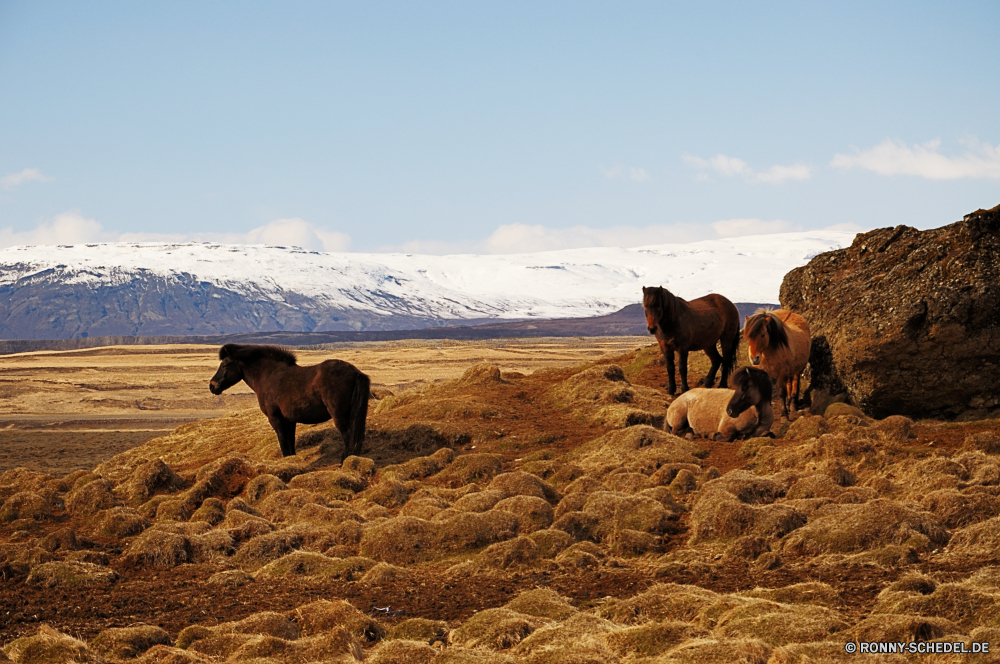 Pferdefleisch (wie gewachsen, unverpackt) Ranch Pferd Vieh Pferde Kuh Bauernhof Weide Entwicklung des ländlichen Rinder Feld Landschaft Gras Tiere Wild im freien Landschaft Beweidung Kalb Land Braun Tier Himmel Rindern Säugetier Berge Kamel Sommer Pferde Stute Wiese Wüste Stier Herde Zaun natürliche Weiden im freien Molkerei Hengst Berg Reisen Landwirtschaft Resort Pony Mähne Säugetiere Land Sonne Rindfleisch Landbau außerhalb Tag Park Junge Säugetier Essen Kopf trocken Horizont Sonnenuntergang Wildtiere Sand landschaftlich Milch Wolken Umgebung Haustier Szenerie Bäume Cowboy ranch horse livestock horses cow farm pasture rural cattle field landscape grass animals wild outdoors countryside grazing calf country brown animal sky bovine mammal mountains camel summer equine mare meadow desert bull herd fence natural graze outdoor dairy stallion mountain travel agriculture resort pony mane mammals land sun beef farming outside day park young mammal eating head dry horizon sunset wildlife sand scenic milk clouds environment pet scenery trees cowboy