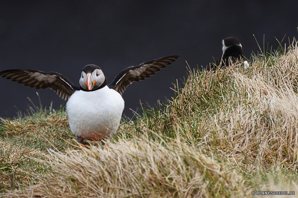 Papageientaucher Vogel Auerhahn Spiel Vogel Seevögel Spiel aquatische Vogel Alkenvögel Schnabel Wildtiere Feder Kragenhuhn Präriehuhn Gans Wild Federn Gras Wasservögel Ente Möwe Flügel Sceada Tiere Wasser Meer im freien Taube im freien Flügel Freiheit Vögel fliegen Alpenschneehuhn Ozean Golf Kugel Leben Nest Rebhuhn Flug Himmel gelb Vogelgrippe Fels fliegen Frühling See Schließen schwarz Küste Auge Geflügel Möwe Arktis Tierwelt Teich Rechnung Süden frei natürliche Papageitaucher Webbed Pinguin bunte Golf spielen Erhaltung Park Umgebung einzelne Wirbeltiere Sommer bird grouse game bird seabird game aquatic bird auk beak wildlife feather ruffed grouse prairie chicken goose wild feathers grass waterfowl duck gull wings drake animals water sea outdoor dove outdoors wing freedom birds fly ptarmigan ocean golf ball life nest partridge flight sky yellow avian rock flying spring lake close black coast eye fowl seagull arctic fauna pond bill south free natural puffin webbed penguin colorful golfing conservation park environment single vertebrate summer