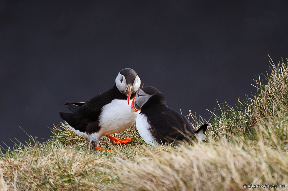 Papageientaucher Alkenvögel Vogel aquatische Vogel Seevögel Wildtiere Schnabel Wirbeltiere Feder Wild Federn Flügel Ente Vögel Flügel Wasser fliegen schwarz fliegen Flug Rechnung Tiere See Meer Auge Gras Park im freien bunte im freien Gefieder Sceada Tier Braun Kopf Vogelgrippe Teich Erhaltung natürliche Papageitaucher Geflügel Wasservögel Fluss Tierwelt Fels Wildnis Freiheit Taube Schwimmen Gans Umgebung Schließen Webbed Möwe Nest Arktis Leben Raubtier reservieren Safari zwei frei Taube auk bird aquatic bird seabird wildlife beak vertebrate feather wild feathers wings duck birds wing water flying black fly flight bill animals lake sea eye grass park outdoor colorful outdoors plumage drake animal brown head avian pond conservation natural puffin fowl waterfowl river fauna rock wilderness freedom pigeon swim goose environment close webbed seagull nest arctic life predator reserve safari two free dove