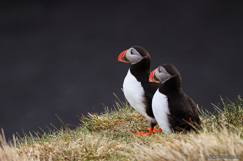 Papageientaucher Alkenvögel Seevögel aquatische Vogel Vogel Wildtiere Schnabel Wirbeltiere Feder Federn Wild Flügel Meer Flügel Auge Möwe Möwe fliegen schwarz Wasser Vögel gelb Flug Ozean Fels Tier Gefieder Freiheit Kopf Rechnung Schließen stehende im freien bunte natürliche Porträt frei Arktis Vogelgrippe Adler Raubtier fliegen Tiere Papageitaucher Himmel auf der Suche Strand See Orange Beute Tierwelt Leben Ufer Geflügel Glatze eine im freien Pinguin Gans Nest Jäger Stein Süden Symbol Umgebung Braun Frieden Farbe Küste auk seabird aquatic bird bird wildlife beak vertebrate feather feathers wild wings sea wing eye seagull gull fly black water birds yellow flight ocean rock animal plumage freedom head bill close standing outdoor colorful natural portrait free arctic avian eagle predator flying animals puffin sky looking beach lake orange prey fauna life shore fowl bald one outdoors penguin goose nest hunter stone south symbol environment brown peace color coast