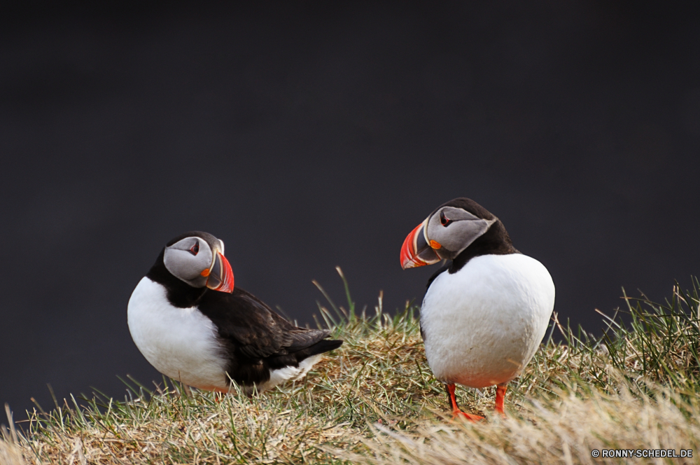 Papageientaucher Alkenvögel Seevögel Vogel aquatische Vogel Ente Sceada Wildtiere Schnabel Feder Wasservögel Federn Wirbeltiere Wild Wasser Flügel Vögel Flügel See Teich Rechnung Auge Meer fliegen Schwimmen Kopf Stockente Vogelgrippe Schließen Tiere Möwe Geflügel Möwe bunte Schwimmen Gans Enten Gras schwarz Fluss im freien Fels Ozean Orange natürliche fliegen Park Flug im freien stehende gelb Männchen Papageitaucher Webbed Arktis Braun Farbe frei Reflexion Gefieder auf der Suche Tierwelt Leben Quack Stein Strand Wildnis Ufer Freiheit niedlich Bauernhof auk seabird bird aquatic bird duck drake wildlife beak feather waterfowl feathers vertebrate wild water wing birds wings lake pond bill eye sea fly swim head mallard avian close animals gull fowl seagull colorful swimming goose ducks grass black river outdoor rock ocean orange natural flying park flight outdoors standing yellow male puffin webbed arctic brown color free reflection plumage looking fauna life quack stone beach wilderness shore freedom cute farm