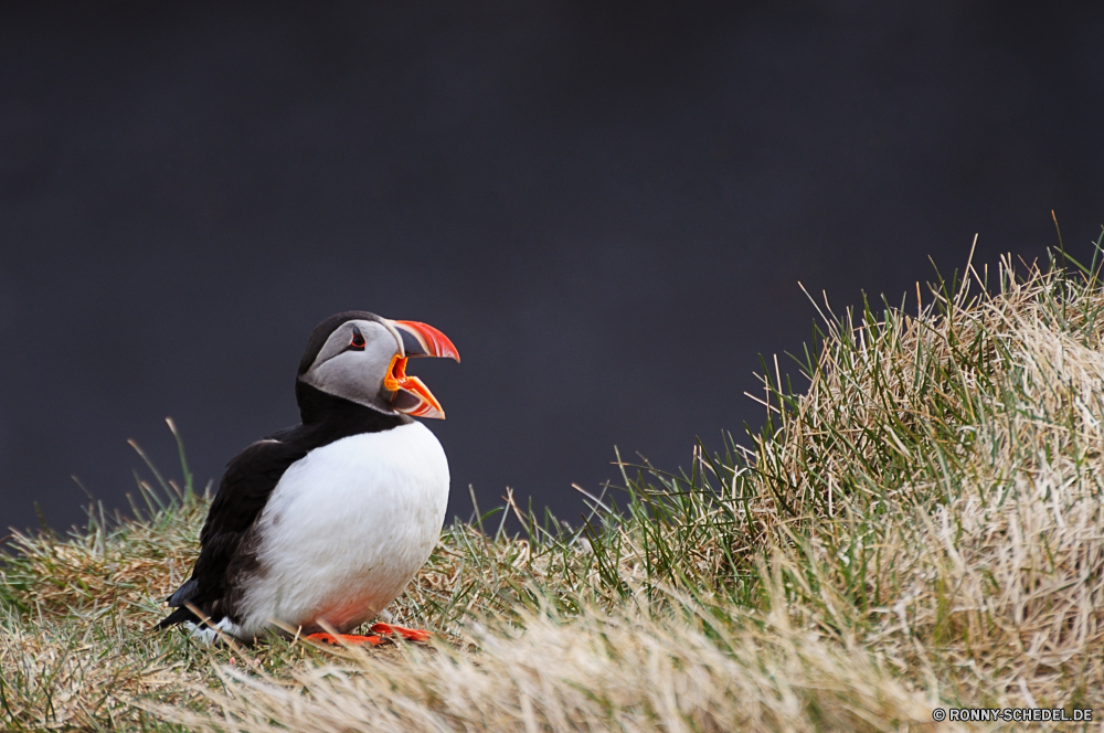 Papageientaucher Alkenvögel aquatische Vogel Seevögel Vogel Wildtiere Schnabel Wirbeltiere Feder Federn Wild Auge Flügel Flügel gelb Wasser schwarz Meer Rechnung Kopf Tier Möwe Schließen im freien bunte fliegen Vögel Fels Freiheit Möwe natürliche Ozean Gefieder Adler Porträt stehende Tropischer Glatze Vogelgrippe Orange Zoo Flug im freien Papageitaucher Arktis Jäger Tierwelt auf der Suche Braun Farbe Symbol Leben Strand See exotische Beute Raubtier fliegen frei Tiere closeup Tukan Gras Geflügel Nest Himmel Süden Gans Wasservögel Küste Ente auk aquatic bird seabird bird wildlife beak vertebrate feather feathers wild eye wing wings yellow water black sea bill head animal gull close outdoor colorful fly birds rock freedom seagull natural ocean plumage eagle portrait standing tropical bald avian orange zoo flight outdoors puffin arctic hunter fauna looking brown color symbol life beach lake exotic prey predator flying free animals closeup toucan grass fowl nest sky south goose waterfowl coast duck