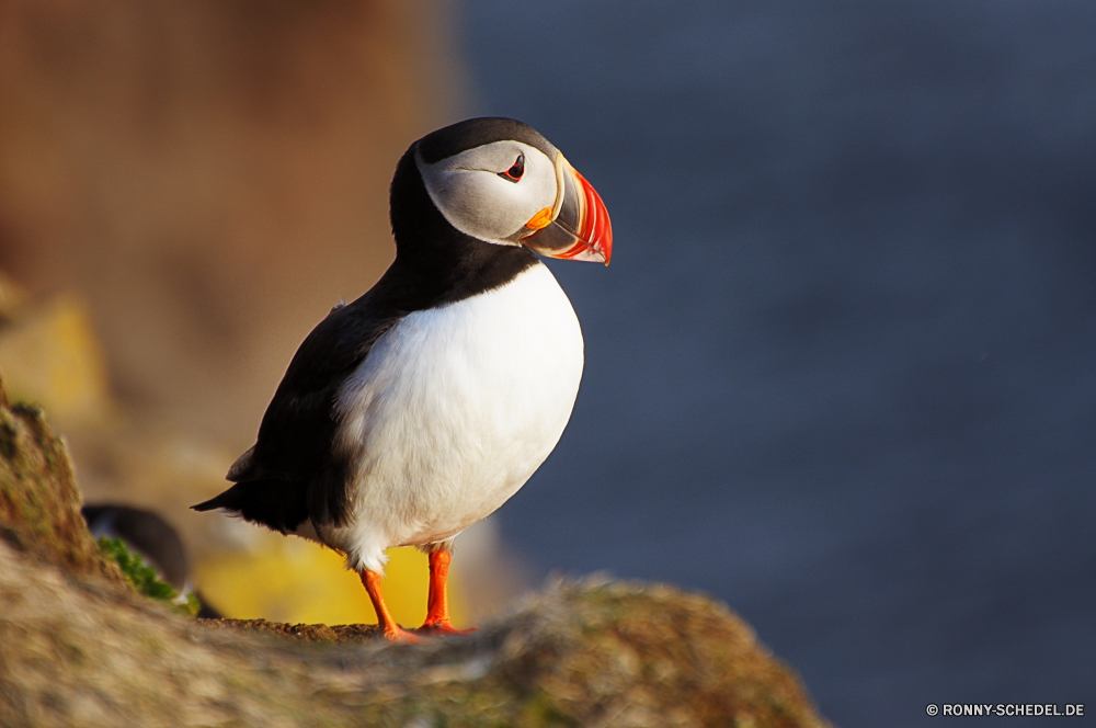 Papageientaucher Alkenvögel Seevögel aquatische Vogel Vogel Wildtiere Schnabel Feder Wirbeltiere Flügel Federn Wild Flügel Meer Möwe Möwe fliegen Auge Vögel Wasser bunte Rechnung schwarz Flug Freiheit im freien fliegen Ozean frei natürliche Vogelgrippe Kopf stehende Porträt Tiere Schließen gelb Tierwelt Strand Arktis Fels Ufer See Papageitaucher Gefieder Ente auf der Suche Leben Tropischer Orange Frieden Tier Himmel Wasservögel Geflügel Adler niedlich Stein Park Webbed Jäger Teich Schwimmen Farbe Küste auk seabird aquatic bird bird wildlife beak feather vertebrate wings feathers wild wing sea gull seagull fly eye birds water colorful bill black flight freedom outdoor flying ocean free natural avian head standing portrait animals close yellow fauna beach arctic rock shore lake puffin plumage duck looking life tropical orange peace animal sky waterfowl fowl eagle cute stone park webbed hunter pond swimming color coast