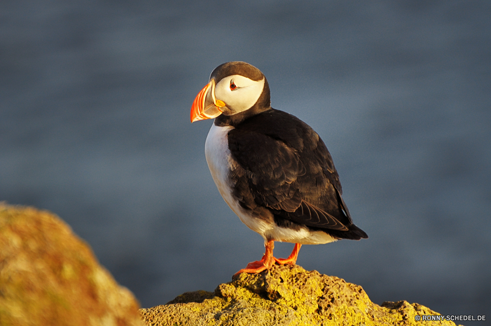 Papageientaucher Alkenvögel Seevögel aquatische Vogel Vogel Schnabel Wildtiere Wirbeltiere Feder Federn Wild Adler Flügel Flügel Auge Glatze fliegen Möwe Kopf Raubtier gelb Beute Möwe schwarz Gefieder Vogelgrippe Freiheit Meer Symbol Porträt Schließen stehende Tier Rechnung frei im freien Braun Wasser Jäger Flug bunte natürliche im freien fliegen auf der Suche Himmel Weißkopfseeadler Habichtartigen Fels Tiere Papageitaucher Taube Kreatur — Strand Ozean See closeup wenig Falknerei Geflügel Leben Vögel eine Farbe auk seabird aquatic bird bird beak wildlife vertebrate feather feathers wild eagle wings wing eye bald fly gull head predator yellow prey seagull black plumage avian freedom sea symbol portrait close standing animal bill free outdoors brown water hunter flight colorful natural outdoor flying looking sky bald eagle bird prey rock animals puffin pigeon creature beach ocean lake closeup little falconry fowl life birds one color