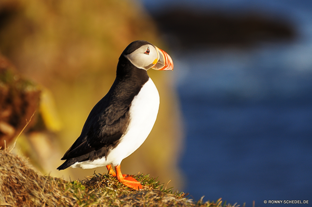 Papageientaucher Alkenvögel Seevögel aquatische Vogel Vogel Wildtiere Schnabel Feder Wirbeltiere Möwe Möwe Federn Flügel Flügel Meer Wild fliegen Auge stehende Flug Wasser Vögel fliegen Ozean Freiheit frei schwarz Rechnung natürliche Himmel Gefieder Schließen bunte Strand Kopf gelb Vogelgrippe im freien Tiere Adler im freien auf der Suche Porträt Glatze Fels Braun Ufer Orange Papageitaucher Geflügel Arktis Leben Stein See eine Gras steigen Nest Verbreitung Tierwelt closeup Symbol Frieden Küste auk seabird aquatic bird bird wildlife beak feather vertebrate gull seagull feathers wing wings sea wild fly eye standing flight water birds flying ocean freedom free black bill natural sky plumage close colorful beach head yellow avian outdoor animals eagle outdoors looking portrait bald rock brown shore orange puffin fowl arctic life stone lake one grass soar nest spread fauna closeup symbol peace coast