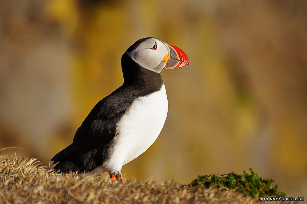 Papageientaucher Alkenvögel Seevögel aquatische Vogel Vogel Wildtiere Schnabel Wirbeltiere Feder Wild Federn Flügel Meer Flügel Auge Möwe Möwe Vögel schwarz Ozean Rechnung Wasser fliegen bunte Tiere Flug Kopf fliegen Süden Gefieder Pinguin Freiheit Arktis natürliche Strand stehende Schließen Vogelgrippe Leben Tier Fels frei Papageitaucher Tierwelt Farbe im freien Porträt Tropischer exotische Orange gelb Park Taube Erhaltung im freien Himmel Ornithologie closeup Küste Wildnis Ufer lustig Frieden Umgebung eine Küste Pinguine Webbed steigen Geflügel gefährdet Inseln Zoo auf der Suche Schnee Gras auk seabird aquatic bird bird wildlife beak vertebrate feather wild feathers wing sea wings eye gull seagull birds black ocean bill water fly colorful animals flight head flying south plumage penguin freedom arctic natural beach standing close avian life animal rock free puffin fauna color outdoors portrait tropical exotic orange yellow park pigeon conservation outdoor sky ornithology closeup coastal wilderness shore funny peace environment one coast penguins webbed soar fowl endangered islands zoo looking snow grass