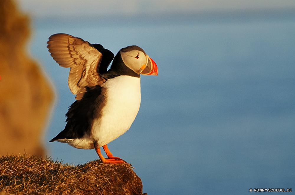 Papageientaucher Alkenvögel Seevögel aquatische Vogel Vogel Wildtiere Schnabel Wirbeltiere Feder Federn Wild Flügel Wasser Meer Ente Flügel Vögel Möwe fliegen Rechnung Möwe See Teich natürliche Auge Vogelgrippe stehende Stockente schwarz bunte Flug Ozean Tiere fliegen im freien frei Wasservögel Geflügel Gefieder Arktis Fels Kopf Enten Gras Freiheit gelb Papageitaucher Gans Ufer Orange Webbed Tierwelt Schwimmen Leben Schließen Stein Strand Porträt Park im freien Tier Sceada Küste Fluss Männchen Schwimmen Süden Braun Farbe auf der Suche Himmel auk seabird aquatic bird bird wildlife beak vertebrate feather feathers wild wings water sea duck wing birds gull fly bill seagull lake pond natural eye avian standing mallard black colorful flight ocean animals flying outdoor free waterfowl fowl plumage arctic rock head ducks grass freedom yellow puffin goose shore orange webbed fauna swimming life close stone beach portrait park outdoors animal drake coast river male swim south brown color looking sky