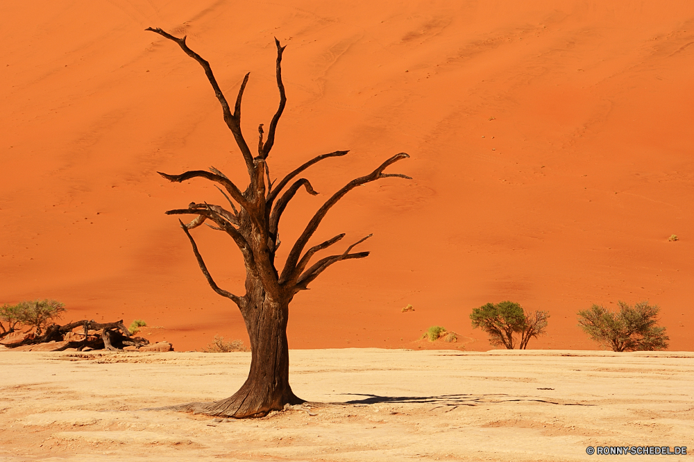 Sossusvlei Sand Boden Strand Baum Erde Meer Palm Ozean Insel Tropischer Himmel Paradies Wasser Düne Landschaft Küste Sommer Reisen Kokosnuss Sonne Ufer Urlaub Urlaub Küste sonnig exotische landschaftlich Entspannen Sie sich Bucht idyllische Tourismus Resort Wolke Entspannung seelandschaft Bäume Türkis Szenerie Ziel Welle Wüste Horizont Wolken im freien Friedhof ruhige Lagune heiß Szene Wendekreis Urlaub klar Wärme im freien Klima Palme Handflächen Tropen Sonnenuntergang Escape Blatt Erholung Schatten Surf Sonnenlicht Reiseziele am Meer Urlaub Boot friedliche Ruhe Pflanze Toten woody plant Sonnenschein 'Nabend Wildnis Übernachtung romantische Traum gelassene natürliche niemand Arid Pazifik Reise Orange trocken Wellen entspannende Einsamkeit Berg Blätter Wald sandigen Tal Küstenlinie Felsen Süden vascular plant Land warm bunte sand soil beach tree earth sea palm ocean island tropical sky paradise water dune landscape coast summer travel coconut sun shore vacation holiday coastline sunny exotic scenic relax bay idyllic tourism resort cloud relaxation seascape trees turquoise scenery destination wave desert horizon clouds outdoor cemetery tranquil lagoon hot scene tropic vacations clear heat outdoors climate palm tree palms tropics sunset escape leaf recreation shadow surf sunlight destinations seaside holidays boat peaceful calm plant dead woody plant sunshine evening wilderness getaway romantic dream serene natural nobody arid pacific trip orange dry waves relaxing solitude mountain leaves forest sandy valley shoreline rocks south vascular plant land warm colorful