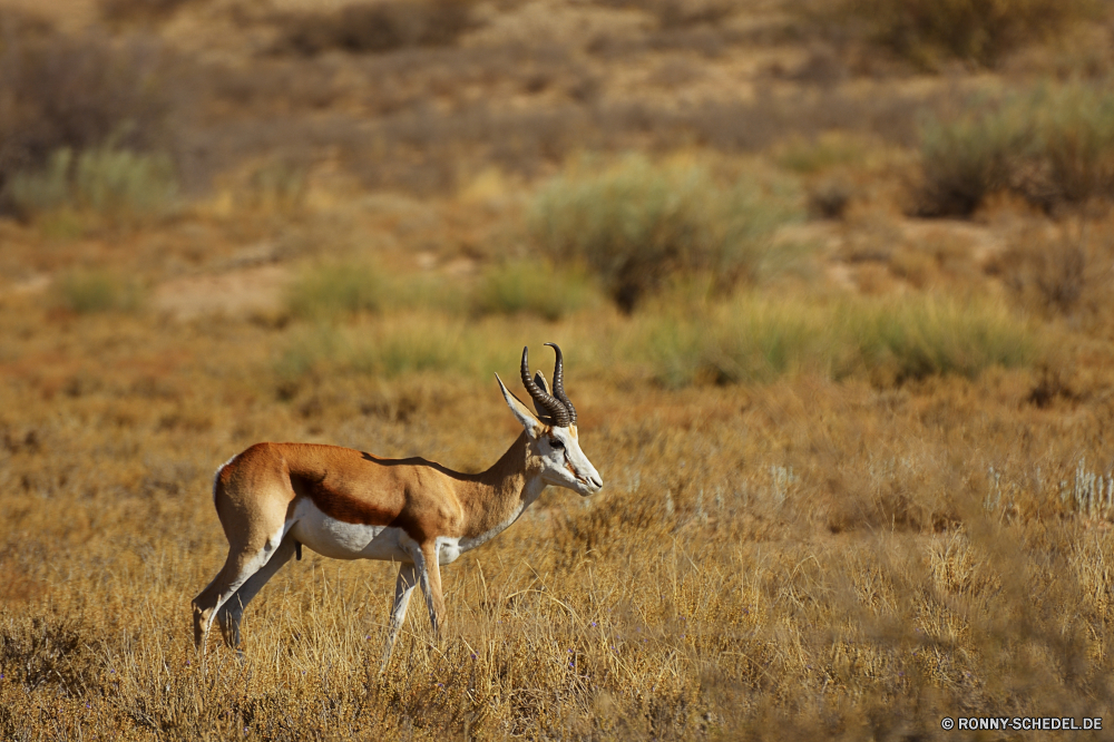 Kgalagadi Transfrontier National Park Gazelle Antilope Wiederkäuer Wildtiere Wild Impala Safari Hirsch Park Wildnis Hörner Buck Pflanzenfresser Erhaltung nationalen Spiel Gras Süden Geweihe Männchen reservieren Savanne Braun Horn Tiere südlichen im freien Tierwelt Hirsch Lebensraum Ökologie Herde Kopf Jagd Warnung stehende im freien Huftier Dreibinden natürliche Ohren wachsamen Säugetiere Busch Pelz Feld Gehörnte Beweidung Arten Wald Bereich Porträt Wüste Landschaft Bäume unberührte Damhirschkuh gefährdet Umgebung Land gazelle antelope ruminant wildlife wild impala safari deer park wilderness horns buck herbivore conservation national game grass south antlers male reserve savanna brown horn animals southern outdoor fauna stag habitat ecology herd head hunting alert standing outdoors ungulate whitetail natural ears watchful mammals bush fur field horned grazing species forest area portrait desert landscape trees unspoiled doe endangered environment land