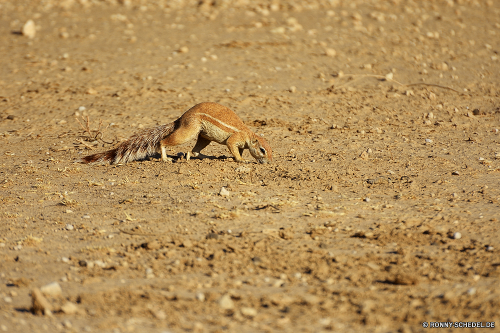 Kgalagadi Transfrontier National Park Sand Strand Eidechse Meer Krabbe Gliederfüßer Braun Küste Wildtiere Wild Ozean Fiedlerkrabbe Krustentier Textur Stein Ufer natürliche Sommer Wasser Reisen im freien Fels Urlaub Wüste im freien Tropischer sandigen Landschaft Wirbellose Antilope Gazelle Insekt Sonne trocken Insel Himmel Urlaub Schale Oberfläche Muster closeup heiß Boden Tag Küste Rau schmutzig texturierte Hundeartige Marine Steine Resort Schließen gelb Schalentiere niemand Fuchs Augen am Meer Knoll Park Tiere Detail sand beach lizard sea crab arthropod brown coast wildlife wild ocean fiddler crab crustacean texture stone shore natural summer water travel outdoors rock vacation desert outdoor tropical sandy landscape invertebrate antelope gazelle insect sun dry island sky holiday shell surface pattern closeup hot ground day coastline rough dirty textured canine marine stones resort close yellow shellfish nobody fox eyes seaside knoll park animals detail