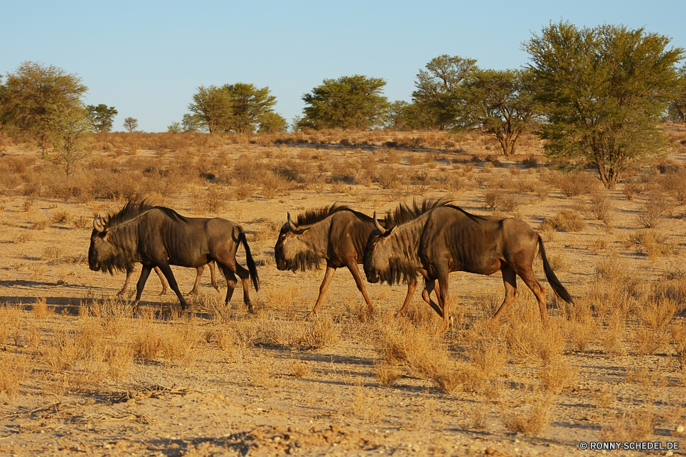 Kgalagadi Transfrontier National Park Wildnis Säugetier Elefant Wildtiere Wild Safari Tiere Gras Pferd Kamel Pferde Huftier Wüste Beweidung Nashorn Weide Park Pflanzenfresser Bauernhof Süden Herde reservieren Braun Entwicklung des ländlichen Feld Stute im freien Landschaft nationalen Erhaltung odd-toed ungulate natürliche Ranch Pferde trocken Lumb Elefanten Savanne Ohren Busch Wiese Fuß gefährdet Gruppe Land Kalb Kofferraum Schwanz Bäume gefährliche Stier fünf Spiel Familie Reisen Weiden Mähne Tier stehende Baum Antilope zwei Landschaft im freien Umgebung Elfenbein Horn Hengst Land Himmel Männchen Kopf Darm-Trakt Plazenta Wasser Stärke Reiner Nashorn wachsamen Zebra südlichen Sand Mutter Tourismus Sommer landschaftlich Lebensraum wilderness mammal elephant wildlife wild safari animals grass horse camel horses ungulate desert grazing rhinoceros pasture park herbivore farm south herd reserve brown rural field mare outdoors landscape national conservation odd-toed ungulate natural ranch equine dry tusk elephants savanna ears bush meadow walking endangered group land calf trunk tail trees dangerous bull five game family travel graze mane animal standing tree antelope two countryside outdoor environment ivory horn stallion country sky male head tract placental water strength plain rhino watchful zebra southern sand mother tourism summer scenic habitat