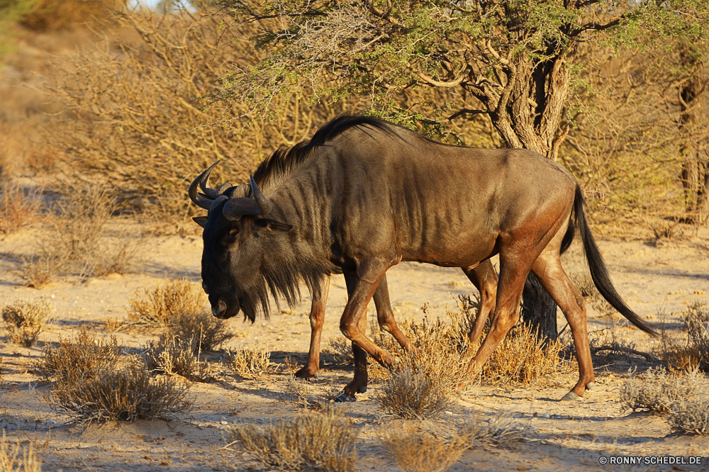 Kgalagadi Transfrontier National Park Warzenschwein Huftier Nashorn Säugetier Schweinepest Wasserbüffel Pferd Gras alten Welt Büffel Wild Stier Beweidung Wildtiere odd-toed ungulate Plazenta Weide Pferde Bauernhof Safari Entwicklung des ländlichen Feld Wiederkäuer Braun Wiese Wildnis Tiere Ranch Stute Park Pflanzenfresser Erhaltung Süden reservieren Landschaft gefährdet nationalen Rinder im freien Vieh Weiden Horn Busch Kuh Landschaft Nashorn schwarz Herde Hengst Mähne Grünland Kalb Rindern Pferde natürliche Land Landwirtschaft Schwanz gefährliche im freien Bäume Büffel südlichen Wirbeltiere Bison Reisen Essen trocken Land Ökologie inländische Fohlen Savanne wachsamen Pony Lebensraum Landbau Ochsen Sommer Colt warthog ungulate rhinoceros mammal swine water buffalo horse grass old world buffalo wild bull grazing wildlife odd-toed ungulate placental pasture horses farm safari rural field ruminant brown meadow wilderness animals ranch mare park herbivore conservation south reserve landscape endangered national cattle outdoor livestock graze horn bush cow countryside rhino black herd stallion mane grassland calf bovine equine natural country agriculture tail dangerous outdoors trees buffalo southern vertebrate bison travel eating dry land ecology domestic foal savanna watchful pony habitat farming ox summer colt