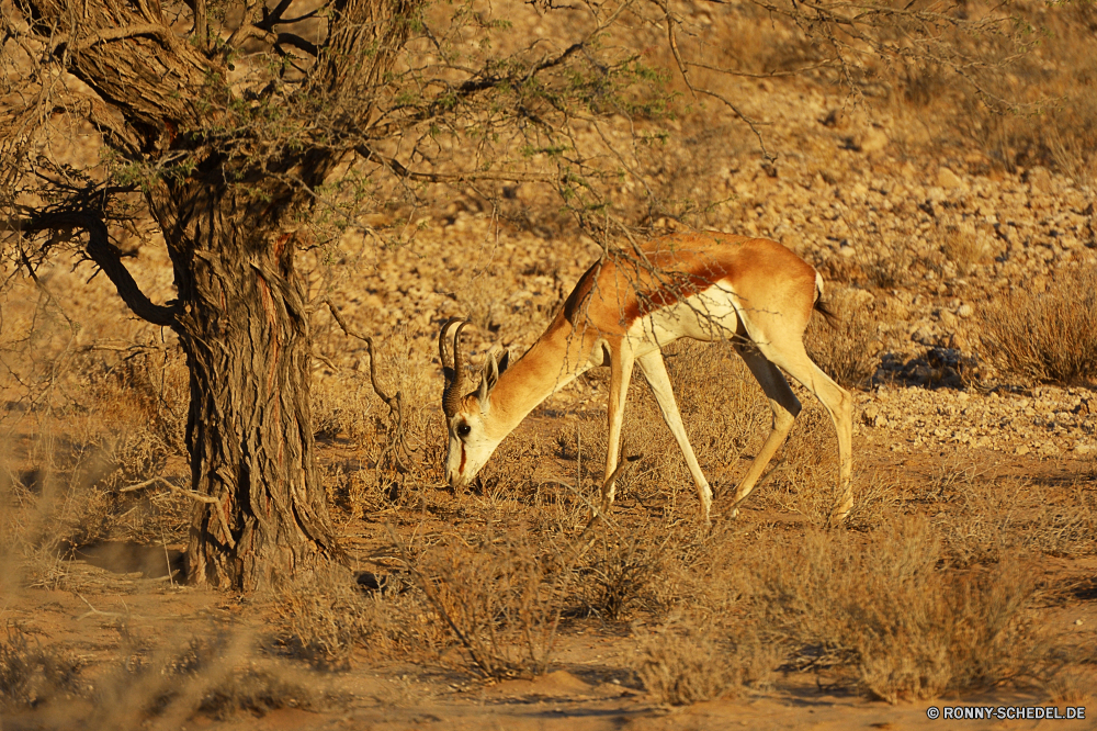 Kgalagadi Transfrontier National Park Gazelle Impala Antilope Wiederkäuer Wildtiere Safari Wild Park Hirsch reservieren Wildnis Erhaltung nationalen Gras Süden Pflanzenfresser Spiel Hörner Buck Tiere Savanne Braun Giraffe Pelz im freien Damhirschkuh Herde Lebensraum Flecken Hals Wald Dreibinden südlichen Säugetiere groß Wüste Ökologie Reisen Landschaft unberührte wachsamen Grünland natürliche stehende Umgebung Busch im freien Tourismus Bäume Männchen gazelle impala antelope ruminant wildlife safari wild park deer reserve wilderness conservation national grass south herbivore game horns buck animals savanna brown giraffe fur outdoor doe herd habitat spots neck forest whitetail southern mammals tall desert ecology travel landscape unspoiled watchful grassland natural standing environment bush outdoors tourism trees male