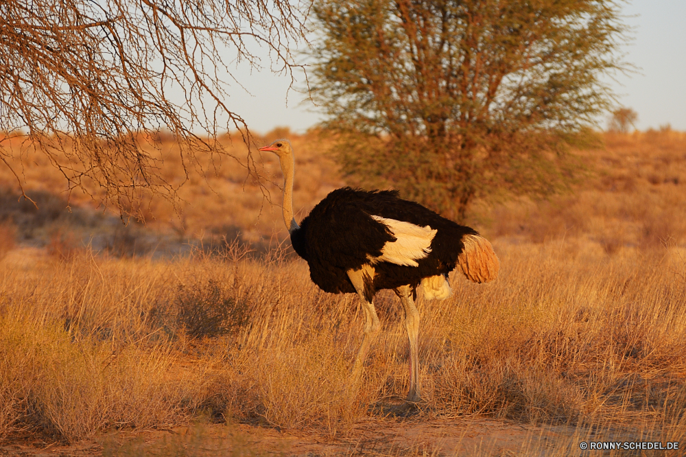 Kgalagadi Transfrontier National Park Strauß Vogel Weißstorch Storch Schreitvogel Wild Gras Wildtiere Landschaft Baum Feld aquatische Vogel Himmel Safari im freien Wiese Tier Land Grünland Bäume Entwicklung des ländlichen Herbst Wald Park reservieren Säugetier Landschaft Tiere Bauernhof Weide Umgebung natürliche nationalen im freien Süden See fallen gelb Hals Ackerland Landwirtschaft Feder Erhaltung Wildnis groß am Morgen Horizont Sommer Giraffe Vögel Schnabel Wolken trocken Land Szenerie Savanne Frühling Beweidung Männchen Szene Stier Zweige außerhalb Braun Wasser Ruhe allein Branch Spiel Fluss Blätter ostrich bird white stork stork wading bird wild grass wildlife landscape tree field aquatic bird sky safari outdoors meadow animal country grassland trees rural autumn forest park reserve mammal countryside animals farm pasture environment natural national outdoor south lake fall yellow neck farmland agriculture feather conservation wilderness tall morning horizon summer giraffe birds beak clouds dry land scenery savanna spring grazing male scene bull branches outside brown water calm alone branch game river leaves