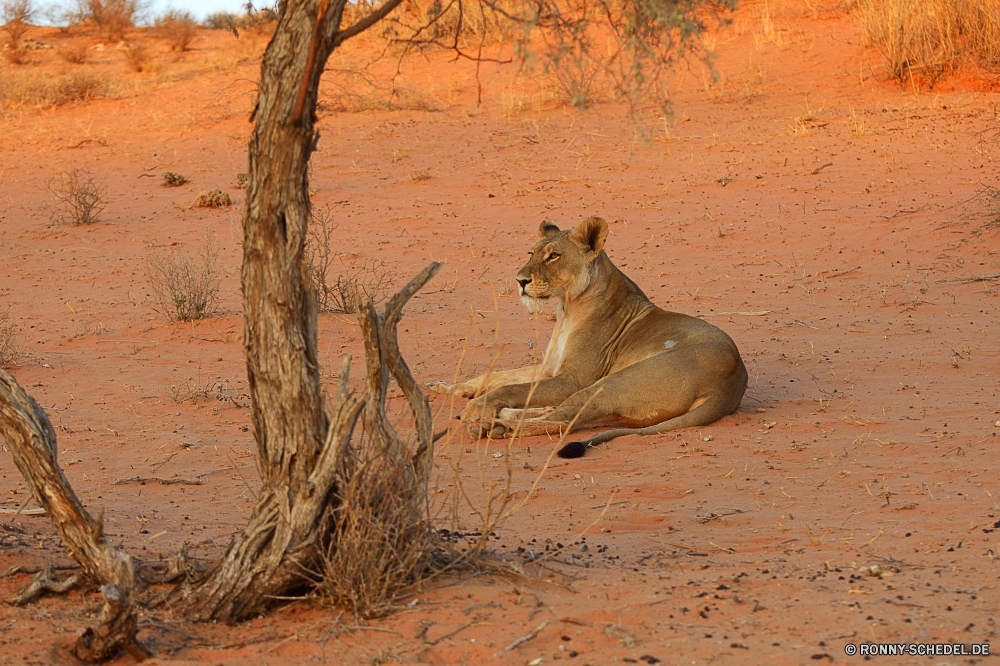 Kgalagadi Transfrontier National Park Löwe Katzenartige Katze Großkatze Wildtiere Raubtier PUMA Safari Wild Fleischfresser Wildkatze Säugetier Löwin Pelz Süden Wildnis Jäger gefährliche Löwen reservieren Augen Zoo Kopf Mähne Spiel Bestie Gesicht Park Gefahr natürliche Tiere König fünf leistungsstarke ruhelosigkeit Schließen Haare gefährdet Jagd Männchen Säugetiere stielaugen Savanne Dschungel Mund Rest Porträt gelb Katzen Lebensraum Umgebung Erhaltung Gras wilden Big5 Sands Schnurrhaare Reisen Jagd nationalen Jungtier stolz Ohren Zähne im freien wachsamen niedlich heftige Sand im freien macht Urlaub exotische lion feline cat big cat wildlife predator cougar safari wild carnivore wildcat mammal lioness fur south wilderness hunter dangerous lions reserve eyes zoo head mane game beast face park danger natural animals king five powerful resting close hair endangered hunt male mammals stare savanna jungle mouth rest portrait yellow cats habitat environment conservation grass ferocious big5 sands whiskers travel hunting national cub pride ears teeth outdoors watchful cute fierce sand outdoor power vacation exotic