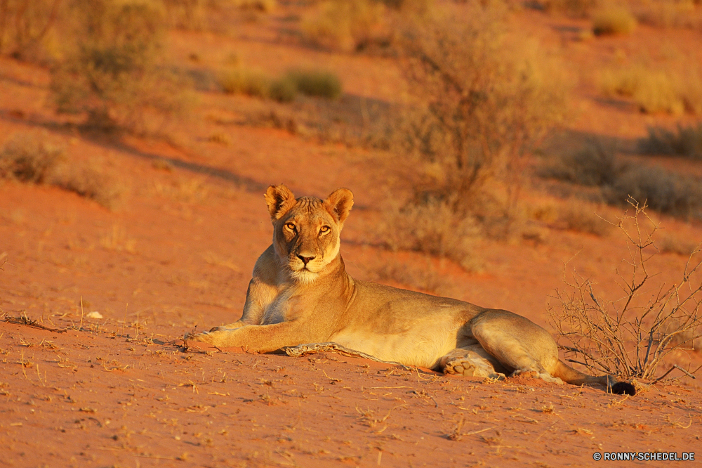 Kgalagadi Transfrontier National Park Löwe Raubtier Katze Katzenartige Wildtiere Großkatze Wild Fleischfresser Safari PUMA Säugetier Wildkatze Pelz Jäger Löwin Süden Zoo gefährliche Wildnis Augen Bestie Gesicht natürliche Mähne ruhelosigkeit Löwen Kopf Tiere gefährdet Haare Schließen Jagd Gefahr Mund Katzen Lebensraum Porträt reservieren Umgebung Rest stielaugen Spiel Männchen König fünf Park leistungsstarke Jungtier gelb Dschungel Schnurrhaare Säugetiere wachsamen exotische Savanne niedlich im freien Erhaltung wilden auf der Suche Gras Big5 räuberische pelzigen Zoologie südlichen Mantel Zähne heftige Suchen Verhalten Intensive Tiger zur Festlegung von Nase closeup lion predator cat feline wildlife big cat wild carnivore safari cougar mammal wildcat fur hunter lioness south zoo dangerous wilderness eyes beast face natural mane resting lions head animals endangered hair close hunt danger mouth cats habitat portrait reserve environment rest stare game male king five park powerful cub yellow jungle whiskers mammals watchful exotic savanna cute outdoor conservation ferocious looking grass big5 predatory furry zoology southern coat teeth fierce look behavior intense tiger laying nose closeup