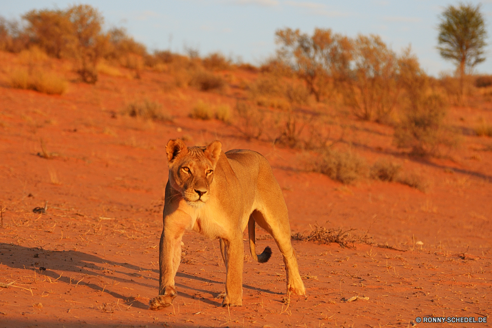 Kgalagadi Transfrontier National Park Raubtier Löwe Katzenartige Großkatze Katze Wildtiere Safari Wild Fleischfresser Säugetier Pelz Löwin Jäger Süden Zoo Wildnis gefährliche Mähne Kopf ruhelosigkeit Löwen Augen Bestie gefährdet Jagd reservieren Haare Mund natürliche Spiel Lebensraum Tiere Gesicht König Park Umgebung Rest Gefahr Katzen stielaugen Schließen Gras leistungsstarke Porträt Dschungel Männchen Savanne Säugetiere exotische Jungtier fünf im freien Erhaltung gelb stolz Jagd räuberische Zoologie pelzigen Nase im freien wilden heftige Mantel Abenteuer Landschaft auf der Suche Suchen Verhalten Schnurrhaare Ohren Baum Weide Tiger Tier predator lion feline big cat cat wildlife safari wild carnivore mammal fur lioness hunter south zoo wilderness dangerous mane head resting lions eyes beast endangered hunt reserve hair mouth natural game habitat animals face king park environment rest danger cats stare close grass powerful portrait jungle male savanna mammals exotic cub five outdoor conservation yellow pride hunting predatory zoology furry nose outdoors ferocious fierce coat adventure countryside looking look behavior whiskers ears tree pasture tiger animal