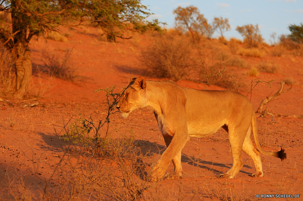 Kgalagadi Transfrontier National Park Löwe Katzenartige Großkatze Pferd Säugetier Wildtiere Wild Raubtier Bauernhof Gras Weide Katze Safari Pferde Wildnis Mähne Tiere Entwicklung des ländlichen Braun Süden Fleischfresser Pferde Feld Ranch Park Pelz Stute reservieren im freien Dingo Kopf PUMA Löwin Hengst Porträt Landschaft gefährliche Vieh Augen natürliche Wiese Spiel Wilder Hund Wildkatze Beweidung Nashorn gefährdet Säugetiere im freien Zoo Hundeartige Gesicht Löwen Pferdesport Huftier Mund gelb Haustier Schließen Sommer Bäume Sonne Jäger Reiten König Haare leistungsstarke stehende Schwanz odd-toed ungulate Land Landwirtschaft Pony Weiden Tag südlichen fünf außerhalb lion feline big cat horse mammal wildlife wild predator farm grass pasture cat safari horses wilderness mane animals rural brown south carnivore equine field ranch park fur mare reserve outdoors dingo head cougar lioness stallion portrait countryside dangerous livestock eyes natural meadow game wild dog wildcat grazing rhinoceros endangered mammals outdoor zoo canine face lions equestrian ungulate mouth yellow pet close summer trees sun hunter riding king hair powerful standing tail odd-toed ungulate country agriculture pony graze day southern five outside