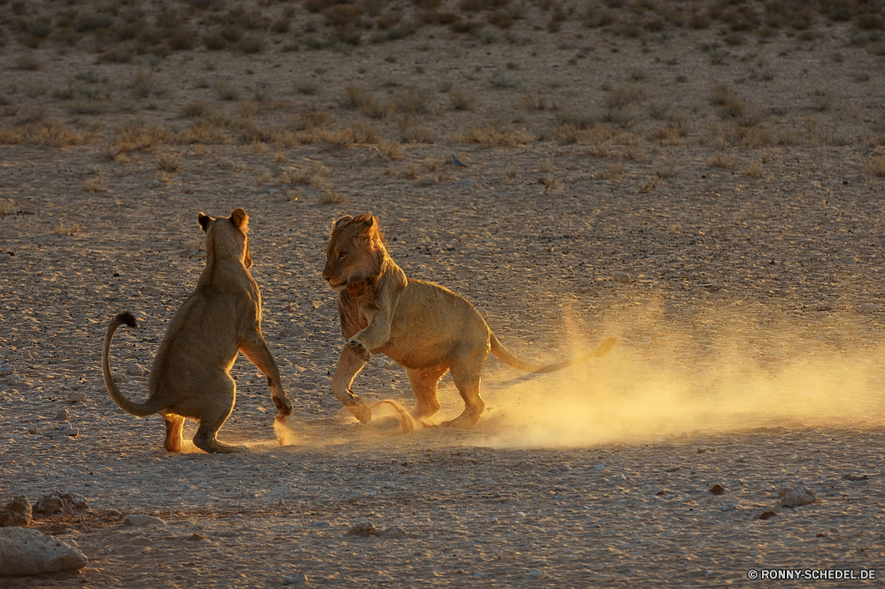 Kgalagadi Transfrontier National Park Hund Jagdhund Hundeartige Haustier Haustier im freien Bracke Braun Leine Tiere Wild Pferd Zurückhaltung Sand Wildtiere Landschaft Wachhund Gerät Strand zwei Kamel Bauernhof im freien niedlich Wasser Reisen Wüste inländische Sommer Safari Entwicklung des ländlichen Männchen Spaß Kopf Freund Gras Himmel fallen Park Säugetiere Terrier Rasse Sonne Haustiere Meer Löwe Sport schwarz Eidechse Mann Wald Tourismus See am Morgen Sonnenuntergang natürliche Boxer Herbst Hunde Pferde reservieren reinrassige glücklich Süden Freundschaft Berge Porträt Land dog hunting dog canine domestic animal pet outdoors hound brown leash animals wild horse restraint sand wildlife landscape watchdog device beach two camel farm outdoor cute water travel desert domestic summer safari rural male fun head friend grass sky fall park mammals terrier breed sun pets sea lion sport black lizard man forest tourism lake morning sunset natural boxer autumn dogs horses reserve purebred happy south friendship mountains portrait country