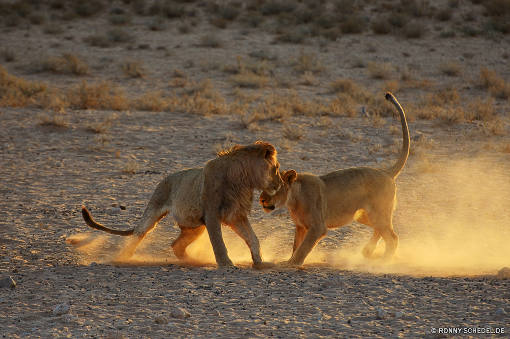 Kgalagadi Transfrontier National Park Pavian Affe Primas Wildtiere Säugetier Löwe Wild Safari Katzenartige Affe Pelz Hund Park Tiere Katze Fleischfresser Zoo niedlich Raubtier natürliche Wildnis Großkatze reservieren Makaken pelzigen im freien Erhaltung Süden Gesicht Mutter Augen Schließen Braun Lebensraum Terrier gefährdet Jäger Säugetiere im freien Affen Reisen Spiel Dschungel Hundeartige Wald Gras Gefahr Kreatur — Jagdhund Essen Haustier Umgebung gelb Haare Löwin Bestie sitzen Tropischer nationalen baboon monkey primate wildlife mammal lion wild safari feline ape fur dog park animals cat carnivore zoo cute predator natural wilderness big cat reserve macaque furry outdoors conservation south face mother eyes close brown habitat terrier endangered hunter mammals outdoor monkeys travel game jungle canine forest grass danger creature hunting dog eating pet environment yellow hair lioness beast sitting tropical national