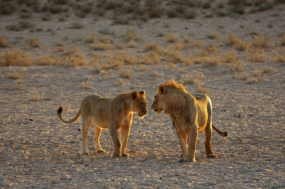 Kgalagadi Transfrontier National Park Löwe Katzenartige Großkatze Terrier Wildtiere Safari Jagdhund Wild Katze Raubtier Fleischfresser Hund Pelz Süden Wildnis Jäger reservieren Park Löwin Mähne Tiere natürliche Hundeartige Haare Männchen Augen Bestie Gesicht Säugetier Lebensraum Gras ruhelosigkeit gefährliche Löwen gelb König Haustier Zoo Schließen Spiel Jagd stielaugen leistungsstarke Kopf im freien fünf Umgebung Jungtier Gefahr Dschungel Porträt wachsamen exotische gefährdet südlichen Big5 niedlich Sands Säugetiere Erhaltung außerhalb Bracke im freien Landschaft Savanne Zoologie Intensive Abenteuer Mund Braun Bauernhof räuberische Regal Affe Reisen Busch Pferd Ökologie nationalen Wolfshund Wiese Tag lion feline big cat terrier wildlife safari hunting dog wild cat predator carnivore dog fur south wilderness hunter reserve park lioness mane animals natural canine hair male eyes beast face mammal habitat grass resting dangerous lions yellow king domestic animal zoo close game hunt stare powerful head outdoor five environment cub danger jungle portrait watchful exotic endangered southern big5 cute sands mammals conservation outside hound outdoors landscape savanna zoology intense adventure mouth brown farm predatory regal monkey travel bush horse ecology national wolfhound meadow day