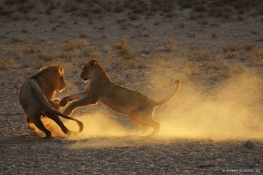 Kgalagadi Transfrontier National Park Jagdhund Hund Löwe Hundeartige Wildtiere Haustier Wild Katzenartige Großkatze Safari Tiere Wasser Raubtier Wildnis Strand Braun im freien Pferd Sonnenuntergang Park Katze Säugetiere Pelz Kopf Stier Ozean Süden Säugetier Sand Fleischfresser Landschaft Zoo Reisen Meer Gras Kontur Bracke Mähne Bauernhof Sonne gefährliche Sommer im freien Männchen Ranch Pferde Haare natürliche Baum Spiel nationalen Urlaub Löwin Pferde Entwicklung des ländlichen niedlich ruhelosigkeit 'Nabend Haustier Gefahr Antilope Hirsch Jäger reservieren Augen Ausführen Weide Feld See am Morgen inländische schwarz Land Himmel hunting dog dog lion canine wildlife domestic animal wild feline big cat safari animals water predator wilderness beach brown outdoors horse sunset park cat mammals fur head bull ocean south mammal sand carnivore landscape zoo travel sea grass silhouette hound mane farm sun dangerous summer outdoor male ranch horses hair natural tree game national vacation lioness equine rural cute resting evening pet danger antelope deer hunter reserve eyes run pasture field lake morning domestic black country sky