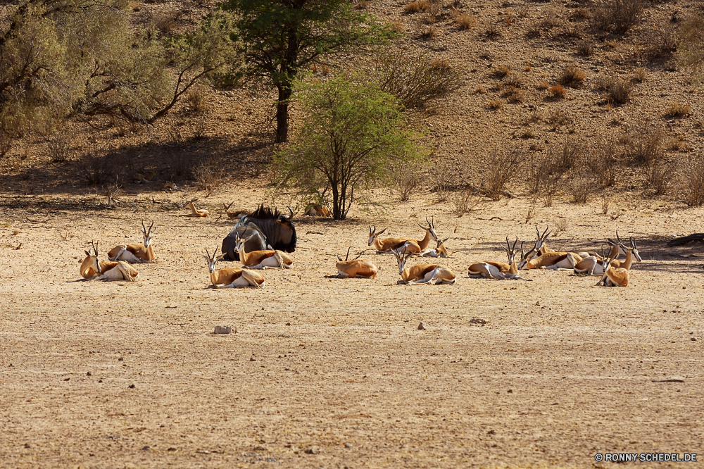 Kgalagadi Transfrontier National Park Strauß Vogel Sand Landschaft Wild Wüste Hund im freien Wildtiere Holz-Kaninchen Strand Land trocken Reisen Fels im freien Berg Wildnis Hundeartige Feld Gras Meer Baum Park Hase Wasser Sommer Himmel natürliche Antilope Tiere Turkei Urlaub Safari Braun Hügel Berge Bauernhof Felsen Ozean Tourismus Umgebung Bäume Entwicklung des ländlichen Hügel Kalb nationalen Szenerie Sonne Spiel landschaftlich Schmutz grosser Schweizer Sennenhund Erde Landschaft Gazelle ostrich bird sand landscape wild desert dog outdoors wildlife wood rabbit beach country dry travel rock outdoor mountain wilderness canine field grass sea tree park rabbit water summer sky natural antelope animals turkey vacation safari brown hill mountains farm rocks ocean tourism environment trees rural hills calf national scenery sun game scenic dirt greater swiss mountain dog earth countryside gazelle