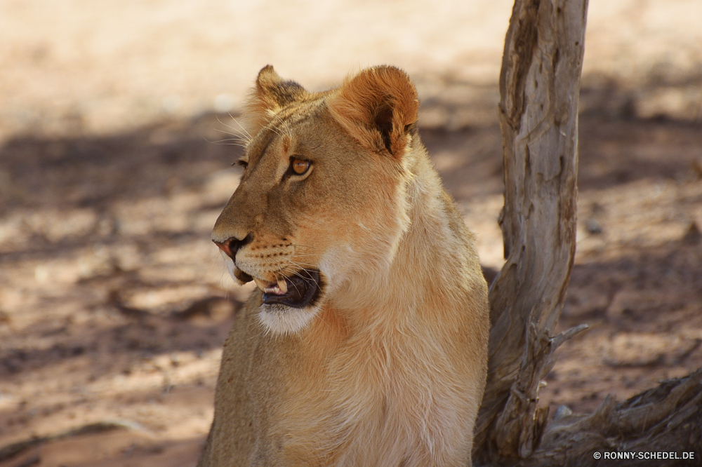 Kgalagadi Transfrontier National Park Löwe Raubtier Großkatze Katzenartige Katze Wildtiere Safari Fleischfresser Wild Säugetier Pelz Löwin Jäger Süden Mähne gefährliche Wildnis Männchen reservieren König Löwen Park Haare Lebensraum Tiere ruhelosigkeit Porträt Augen Spiel Umgebung Gesicht Zoo gefährdet stielaugen natürliche Gefahr Bestie Savanne Kopf exotische Katzen Dschungel Schließen leistungsstarke gelb Mund Säugetiere fünf Gras wilden wachsamen im freien Panther Zoologie Erhaltung räuberische Jagd Tierwelt Rest Verhalten heftige südlichen pelzigen nationalen Gebrüll Jungtier Intensive auf der Suche Jagd Schnurrhaare majestätisch Mantel Abenteuer Big5 Raubtiere Regal stolz niedlich lion predator big cat feline cat wildlife safari carnivore wild mammal fur lioness hunter south mane dangerous wilderness male reserve king lions park hair habitat animals resting portrait eyes game environment face zoo endangered stare natural danger beast savanna head exotic cats jungle close powerful yellow mouth mammals five grass ferocious watchful outdoor panther zoology conservation predatory hunt fauna rest behavior fierce southern furry national roar cub intense looking hunting whiskers majestic coat adventure big5 predators regal pride cute