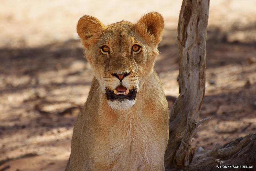 Kgalagadi Transfrontier National Park Löwe Raubtier Katzenartige Großkatze Katze Wildtiere Safari Wild Fleischfresser Säugetier Pelz Löwin Jäger Süden Mähne gefährliche Wildnis Löwen König Zoo Tiere Gesicht reservieren Augen Spiel Park Porträt Männchen ruhelosigkeit Kopf gefährdet Haare Umgebung Schließen natürliche Katzen Lebensraum stielaugen Gefahr Savanne Bestie Tier Mund Säugetiere fünf leistungsstarke Erhaltung gelb Jungtier Rest wilden wachsamen exotische Jagd Dschungel Gras Zoologie im freien auf der Suche Panther heftige Schnurrhaare Tierwelt pelzigen Intensive nationalen räuberische südlichen majestätisch niedlich Nase Safaris Verhalten Mantel Abenteuer Zähne Reisen lion predator feline big cat cat wildlife safari wild carnivore mammal fur lioness hunter south mane dangerous wilderness lions king zoo animals face reserve eyes game park portrait male resting head endangered hair environment close natural cats habitat stare danger savanna beast animal mouth mammals five powerful conservation yellow cub rest ferocious watchful exotic hunt jungle grass zoology outdoor looking panther fierce whiskers fauna furry intense national predatory southern majestic cute nose safaris behavior coat adventure teeth travel