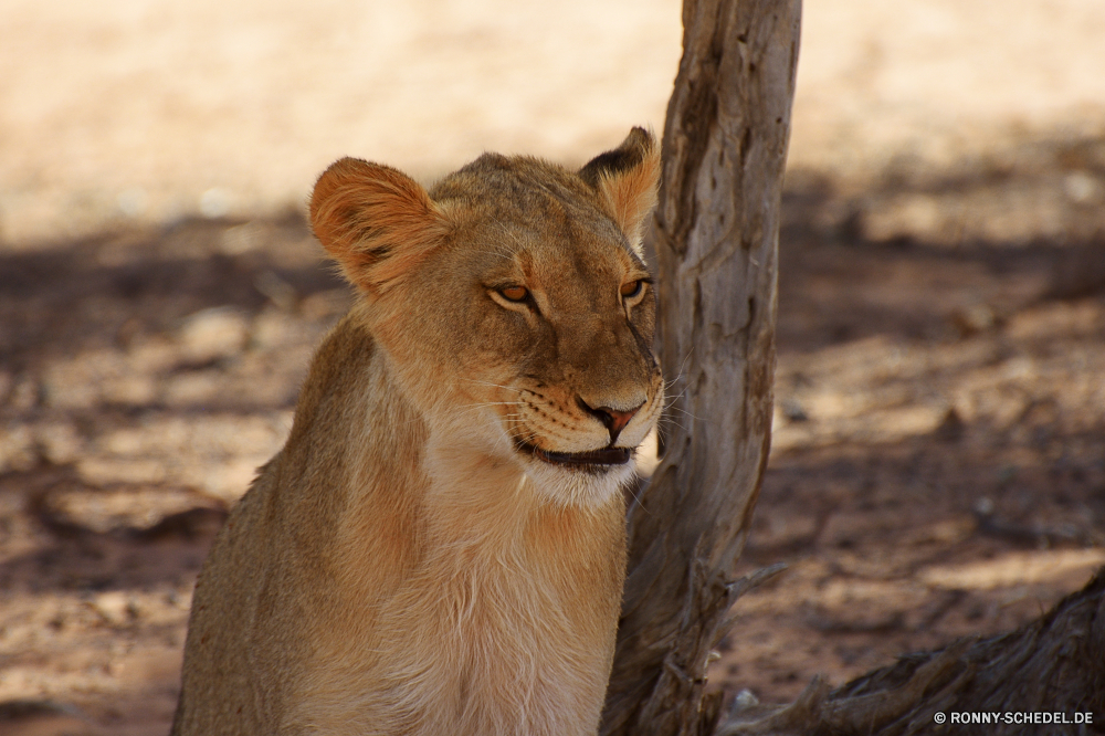 Kgalagadi Transfrontier National Park Löwe Raubtier Katzenartige Großkatze Katze Wildtiere Safari Fleischfresser Wild Säugetier Löwin Pelz Jäger Süden Mähne gefährliche Wildnis Löwen König reservieren Tiere Spiel Porträt Park Augen Zoo Gesicht Männchen gefährdet Kopf ruhelosigkeit Gefahr Bestie fünf Haare Umgebung Schließen Lebensraum Savanne natürliche Katzen Tier Mund stielaugen leistungsstarke Säugetiere Dschungel im freien exotische Gras Erhaltung gelb Schnurrhaare Tierwelt Rest wilden Panther Jungtier Zoologie Jagd wachsamen majestätisch heftige pelzigen auf der Suche Zähne nationalen Big5 räuberische Intensive südlichen macht Safaris fleischfressende Gebrüll Verhalten Nase Abenteuer niedlich Tag Reisen Suchen lion predator feline big cat cat wildlife safari carnivore wild mammal lioness fur hunter south mane dangerous wilderness lions king reserve animals game portrait park eyes zoo face male endangered head resting danger beast five hair environment close habitat savanna natural cats animal mouth stare powerful mammals jungle outdoor exotic grass conservation yellow whiskers fauna rest ferocious panther cub zoology hunt watchful majestic fierce furry looking teeth national big5 predatory intense southern power safaris carnivorous roar behavior nose adventure cute day travel look