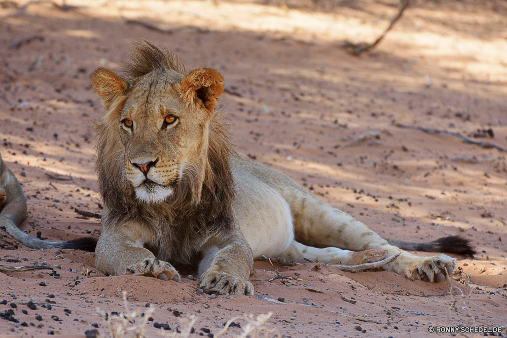 Kgalagadi Transfrontier National Park Löwe Großkatze Katzenartige Raubtier Katze Wildtiere Safari Fleischfresser Wild Säugetier Pelz Mähne Jäger Löwin Süden Männchen gefährliche Wildnis Tiere ruhelosigkeit Löwen reservieren Augen Zoo Park gefährdet König Haare Katzen Gesicht natürliche stielaugen Porträt Umgebung Lebensraum Gefahr Bestie Kopf leistungsstarke Spiel Savanne Schließen Säugetiere exotische gelb wilden wachsamen Jagd Dschungel fünf pelzigen im freien Mund Rest Gras räuberische Erhaltung Panther Jungtier heftige Verhalten Zoologie auf der Suche südlichen Jagd Mantel Abenteuer nationalen Big5 barthaare Intensive Gebrüll Raubtiere niedlich stolz Tierwelt Studio lion big cat feline predator cat wildlife safari carnivore wild mammal fur mane hunter lioness south male dangerous wilderness animals resting lions reserve eyes zoo park endangered king hair cats face natural stare portrait environment habitat danger beast head powerful game savanna close mammals exotic yellow ferocious watchful hunt jungle five furry outdoor mouth rest grass predatory conservation panther cub fierce behavior zoology looking southern hunting coat adventure national big5 whisker intense roar predators cute pride fauna studio