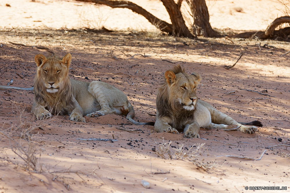 Kgalagadi Transfrontier National Park Löwe Großkatze Katzenartige Raubtier Wildtiere Katze Safari Wild Fleischfresser Säugetier Pelz Löwin Jäger Süden Wildnis Mähne ruhelosigkeit gefährliche Zoo Löwen Lebensraum reservieren Bestie natürliche Augen Park König Haare Umgebung Männchen Spiel gefährdet Gefahr Gesicht Kopf Rest Porträt Schließen leistungsstarke Savanne stielaugen im freien Gras Jagd gelb Tiere Jungtier exotische Dschungel Mund Säugetiere wilden wachsamen südlichen fünf räuberische Regal Zoologie stolz Erhaltung Tierwelt Big5 Verhalten Katzen Intensive Schnurrhaare pelzigen Mantel niedlich Abenteuer Panther heftige zur Festlegung von Reisen im freien nationalen auf der Suche lion big cat feline predator wildlife cat safari wild carnivore mammal fur lioness hunter south wilderness mane resting dangerous zoo lions habitat reserve beast natural eyes park king hair environment male game endangered danger face head rest portrait close powerful savanna stare outdoor grass hunt yellow animals cub exotic jungle mouth mammals ferocious watchful southern five predatory regal zoology pride conservation fauna big5 behavior cats intense whiskers furry coat cute adventure panther fierce laying travel outdoors national looking