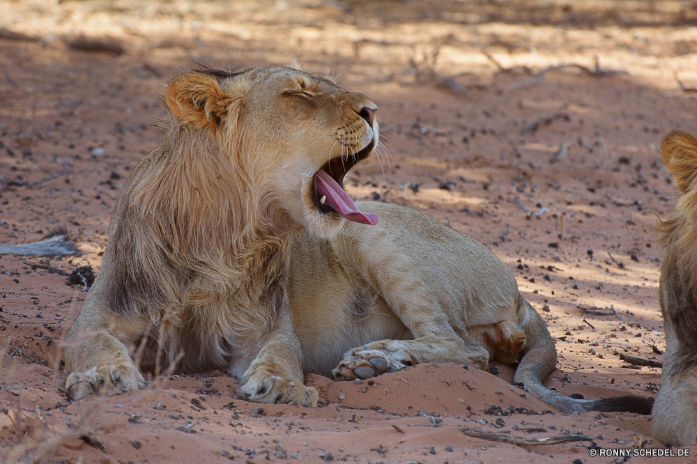 Kgalagadi Transfrontier National Park Löwe Großkatze Katzenartige Raubtier Katze Wildtiere Safari Fleischfresser Wild Säugetier Pelz Löwin Süden Mähne Jäger Wildnis gefährliche Männchen Zoo Haare ruhelosigkeit Löwen König Bestie Lebensraum natürliche Augen Gesicht Tiere stielaugen Umgebung gefährdet reservieren Gefahr Park Kopf Porträt leistungsstarke Schließen gelb Spiel Mund wilden Dschungel exotische Rest wachsamen Katzen Säugetiere Savanne Jagd räuberische Jungtier südlichen pelzigen im freien Gras Gebrüll Verhalten Zoologie Intensive Tierwelt Panther stolz Jagd Mantel heftige fünf auf der Suche Big5 Schnurrhaare Regal niedlich Abenteuer Erhaltung Wüste lion big cat feline predator cat wildlife safari carnivore wild mammal fur lioness south mane hunter wilderness dangerous male zoo hair resting lions king beast habitat natural eyes face animals stare environment endangered reserve danger park head portrait powerful close yellow game mouth ferocious jungle exotic rest watchful cats mammals savanna hunt predatory cub southern furry outdoor grass roar behavior zoology intense fauna panther pride hunting coat fierce five looking big5 whiskers regal cute adventure conservation desert