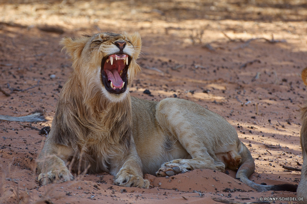 Kgalagadi Transfrontier National Park Löwe Großkatze Katzenartige Raubtier Wildtiere Safari Katze Säugetier Wild Fleischfresser Pelz Mähne Jäger König Zoo ruhelosigkeit Löwen gefährliche Süden Männchen Augen Kopf Löwin Wildnis Gesicht Bestie Tiere Mund Haare Schließen Spiel gefährdet reservieren Park Gefahr Porträt Jagd Umgebung Dschungel fünf natürliche Lebensraum Schnurrhaare leistungsstarke Rest Katzen Säugetiere Zähne heftige Gebrüll Gras Savanne stielaugen gelb im freien majestätisch Nase exotische räuberische Verhalten Mantel Erhaltung Big5 wilden Jungtier Braun stolz Jagd Tierwelt Reisen fleischfressende Regal Ohren pelzigen Wüste closeup Sonne auf der Suche Suchen lion big cat feline predator wildlife safari cat mammal wild carnivore fur mane hunter king zoo resting lions dangerous south male eyes head lioness wilderness face beast animals mouth hair close game endangered reserve park danger portrait hunt environment jungle five natural habitat whiskers powerful rest cats mammals teeth fierce roar grass savanna stare yellow outdoor majestic nose exotic predatory behavior coat conservation big5 ferocious cub brown pride hunting fauna travel carnivorous regal ears furry desert closeup sun looking look