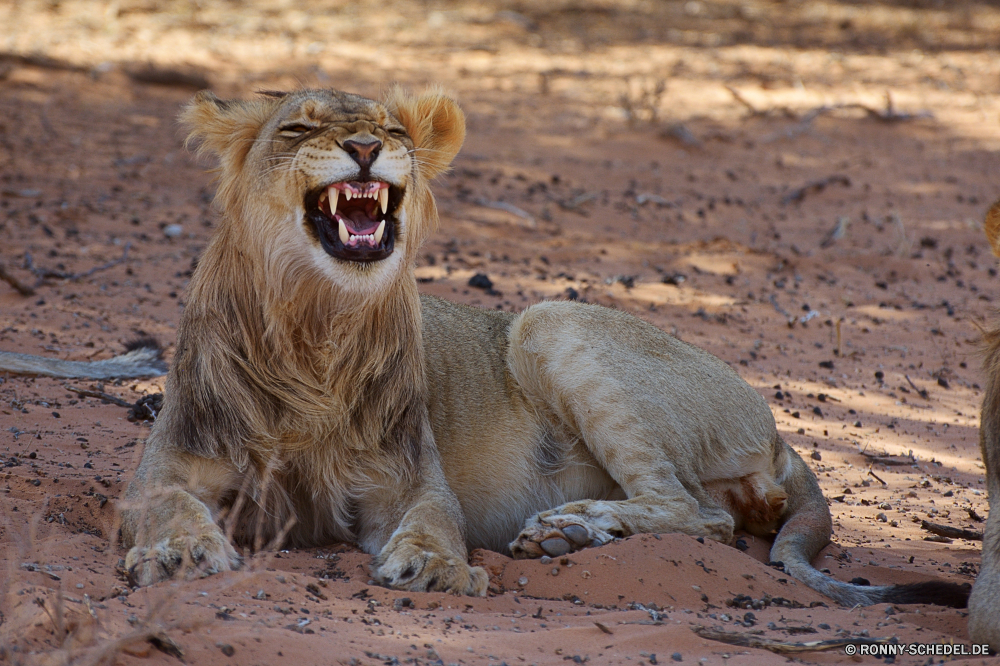 Kgalagadi Transfrontier National Park Löwe Großkatze Katzenartige Raubtier Katze Wildtiere Wild Safari Säugetier Fleischfresser Pelz Mähne Süden Löwin Wildnis Jäger Zoo Löwen König ruhelosigkeit Männchen gefährliche Kopf Augen Bestie Tiere Gesicht Umgebung Schließen Mund natürliche Spiel Lebensraum gefährdet reservieren Gefahr Haare Rest Park fünf Porträt leistungsstarke Jagd Säugetiere gelb Savanne Katzen exotische Dschungel stielaugen im freien Gras räuberische Verhalten Schnurrhaare Zähne heftige pelzigen Mantel wilden Big5 Regal Jungtier Zoologie stolz Tierwelt majestätisch Reisen auf der Suche Gebrüll fleischfressende Zoologische südlichen Jagd Nase Erhaltung lion big cat feline predator cat wildlife wild safari mammal carnivore fur mane south lioness wilderness hunter zoo lions king resting male dangerous head eyes beast animals face environment close mouth natural game habitat endangered reserve danger hair rest park five portrait powerful hunt mammals yellow savanna cats exotic jungle stare outdoor grass predatory behavior whiskers teeth fierce furry coat ferocious big5 regal cub zoology pride fauna majestic travel looking roar carnivorous zoological southern hunting nose conservation