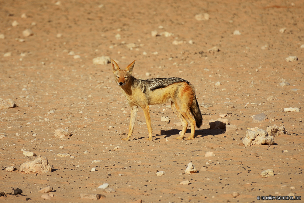 Kgalagadi Transfrontier National Park Dingo Wilder Hund Hundeartige Wildtiere Hirsch Säugetier Wild Safari Dreibinden Braun Wald Damhirschkuh Park Pelz Antilope Gras Sand im freien Wildnis Hörner Hölzer Buck niedlich Reh Jagd Impala Erhaltung Süden Tiere nationalen Hund Bracke im freien Sommer Bäume Wüste Strand Spiel reservieren natürliche Pflanzenfresser Raubtier Gazelle Geweihe wildes Tier ausblenden Lebensraum stehende zwei Essen Wasser Ökologie Schnee Reisen dingo wild dog canine wildlife deer mammal wild safari whitetail brown forest doe park fur antelope grass sand outdoor wilderness horns woods buck cute fawn hunting impala conservation south animals national dog hound outdoors summer trees desert beach game reserve natural herbivore predator gazelle antlers wild animal hide habitat standing two eating water ecology snow travel