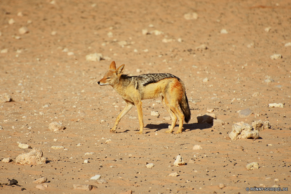 Kgalagadi Transfrontier National Park Dingo Hundeartige Wilder Hund Wildtiere Kojote Säugetier Hirsch Wild Wolf Pelz Safari Fuchs Damhirschkuh Wald Wildnis Dreibinden Raubtier Park Gras Braun niedlich Zoo Erhaltung Hölzer Reh Jagd im freien Kit-Fuchs Süden Lebensraum Wüste im freien natürliche Augen Ökologie Buck Nase Tiere Jagd Ohren Schwanz Kopf Aasfresser Schnee südlichen reservieren Haare geheimnisvoll Bäume Jäger Fleischfresser Winter Umgebung nationalen schwer fassbare unberührte Flecken Sommer getupft Feld Schließen Spiel dingo canine wild dog wildlife coyote mammal deer wild wolf fur safari fox doe forest wilderness whitetail predator park grass brown cute zoo conservation woods fawn hunting outdoor kit fox south habitat desert outdoors natural eyes ecology buck nose animals hunt ears tail head scavenger snow southern reserve hair secretive trees hunter carnivore winter environment national elusive unspoiled spots summer spotted field close game