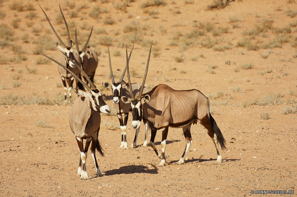 Kgalagadi Transfrontier National Park Gazelle Antilope Wiederkäuer Wildtiere Wild Wildnis Safari Wüste Pferd Pferde Braun im freien Gras Pflanzenfresser Park Süden Tiere Erhaltung Hirsch Landschaft im freien Hörner Herde Bauernhof Horn Weide Feld Kamel trocken Sand reservieren Wiese Bäume Entwicklung des ländlichen Fuß Kopf Stute Spiel natürliche Reisen Schwanz Gruppe stehende Düne Sommer Land Beweidung Lebensraum Pferde Säugetiere Impala Himmel wachsamen Savanne südlichen Land Pelz Tourismus Landschaft nationalen Ranch Männchen Hengst Hals Essen Umgebung Ökologie gazelle antelope ruminant wildlife wild wilderness safari desert horse horses brown outdoors grass herbivore park south animals conservation deer landscape outdoor horns herd farm horn pasture field camel dry sand reserve meadow trees rural walking head mare game natural travel tail group standing dune summer land grazing habitat equine mammals impala sky watchful savanna southern country fur tourism countryside national ranch male stallion neck eat environment ecology