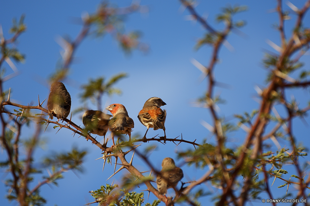 Kgalagadi Transfrontier National Park Finken Vogel Bergfink Robin Baum Drossel Branch Haus-Finken Wildtiere Frühling Himmel Saison Wild Garten Schnabel Feder Flügel Wald Pflanze Park im freien Blatt Umgebung Blume Obst Herbst Leben Blumen blühen Knospe Winter Sonne Flora Blüte Blätter Vögel Braun Schließen Zweige natürliche fliegen Flügel im freien Sperling Tag Zweig Federn Farbe closeup Wachstum sitzen Landschaft hell gelb blühen kalt Botanik Schnee Auge Sonnenlicht Frühling saisonale Blumen sonnig Wildnis Tiere Orange Holz fallen Vogelgrippe wenig Flug Schwanz bunte Kirsche frei einzelne Detail schwarz Kopf Rosa Belaubung Hintergründe finch bird brambling robin tree thrush branch house finch wildlife spring sky season wild garden beak feather wing forest plant park outdoors leaf environment flower fruit autumn life blossom bud winter sun flora bloom leaves birds brown close branches natural fly wings outdoor sparrow day twig feathers color closeup growth sitting landscape bright yellow blooming cold botany snow eye sunlight springtime seasonal flowers sunny wilderness animals orange wood fall avian little flight tail colorful cherry free single detail black head pink foliage backgrounds