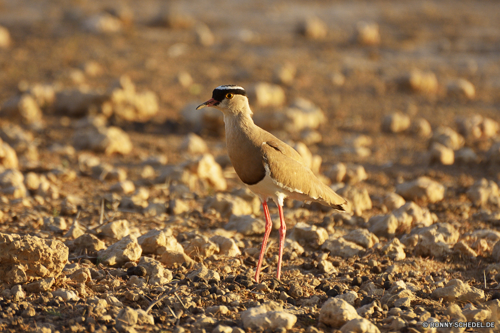 Kgalagadi Transfrontier National Park Strandläufer Vogel Schreitvogel Shorebird Wildtiere aquatische Vogel Wild Schnabel Feder Trappen Vögel Tiere Flügel Wasser Flügel Federn Möwe Meer Tierwelt schwarz fliegen Steinwälzer Wildnis Storch Möwe Rechnung Park See Auge stehende frei Steinwälzer Wasservögel Freiheit Fuß im freien Fluss im freien Himmel Seevögel Geflügel Vogelgrippe natürliche Teich Flug Leben fliegen Strand Ufer bunte Herde Bein Safari Angeln Kopf Ozean Schließen Braun nationalen auf der Suche Reisen sandpiper bird wading bird shorebird wildlife aquatic bird wild beak feather bustard birds animals wing water wings feathers gull sea fauna black fly ruddy turnstone wilderness stork seagull bill park lake eye standing free turnstone waterfowl freedom walking outdoor river outdoors sky seabird fowl avian natural pond flight life flying beach shore colorful flock leg safari fishing head ocean close brown national looking travel